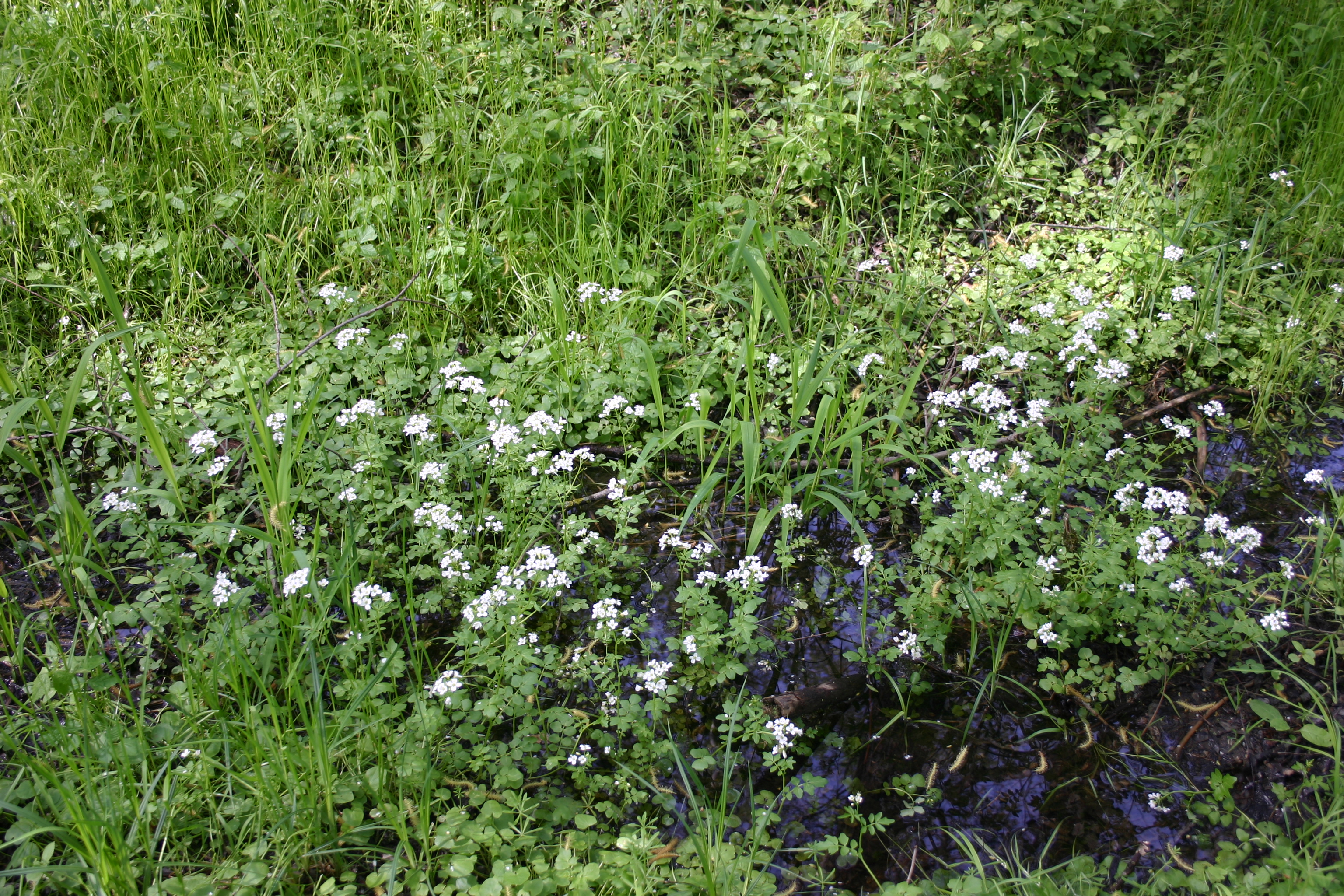 21092013211648 2167 art 1415 cardamine amara werndf img 8841
