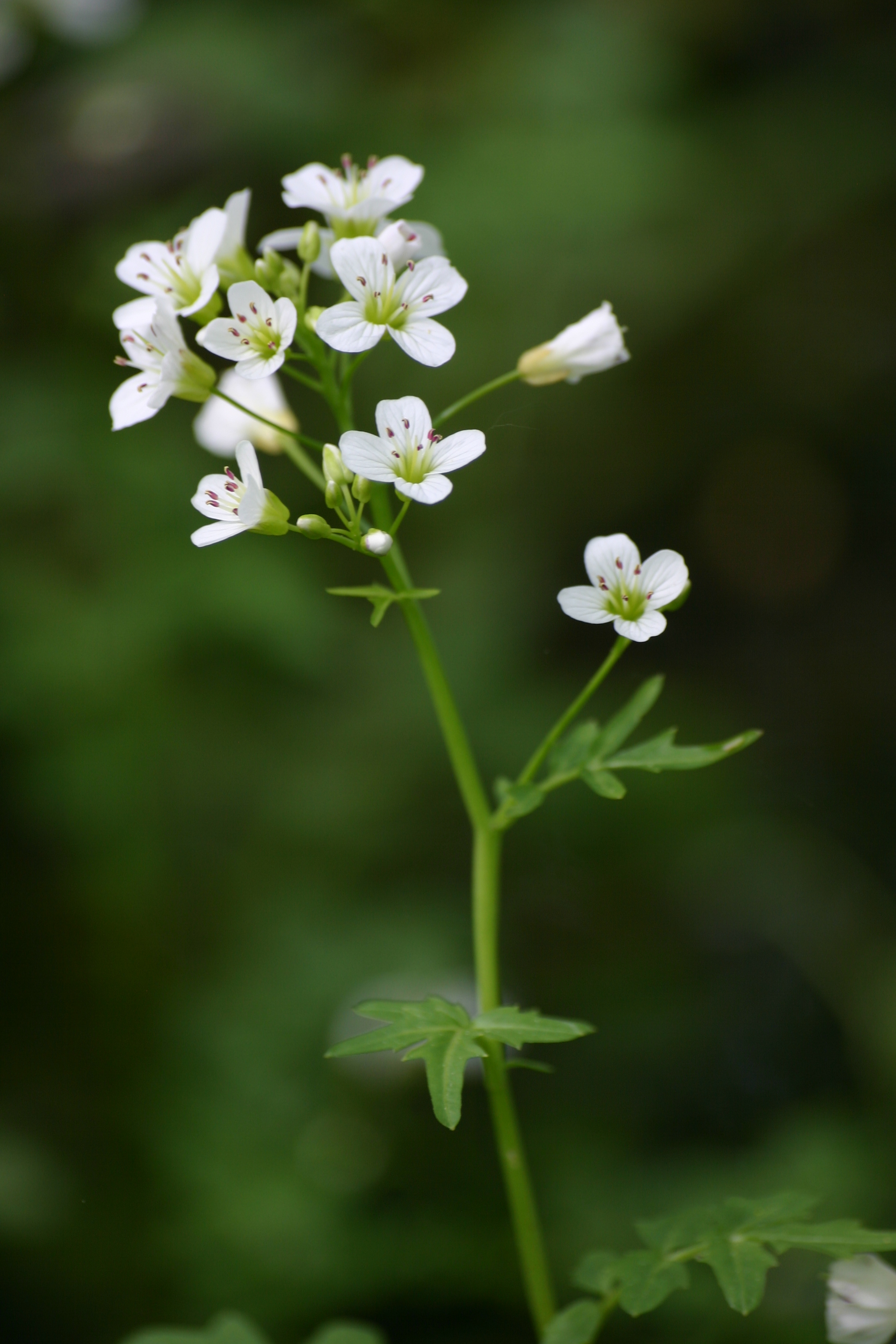 21092013212027 2168 art 1415 cardamine amara werndf img 8833 1