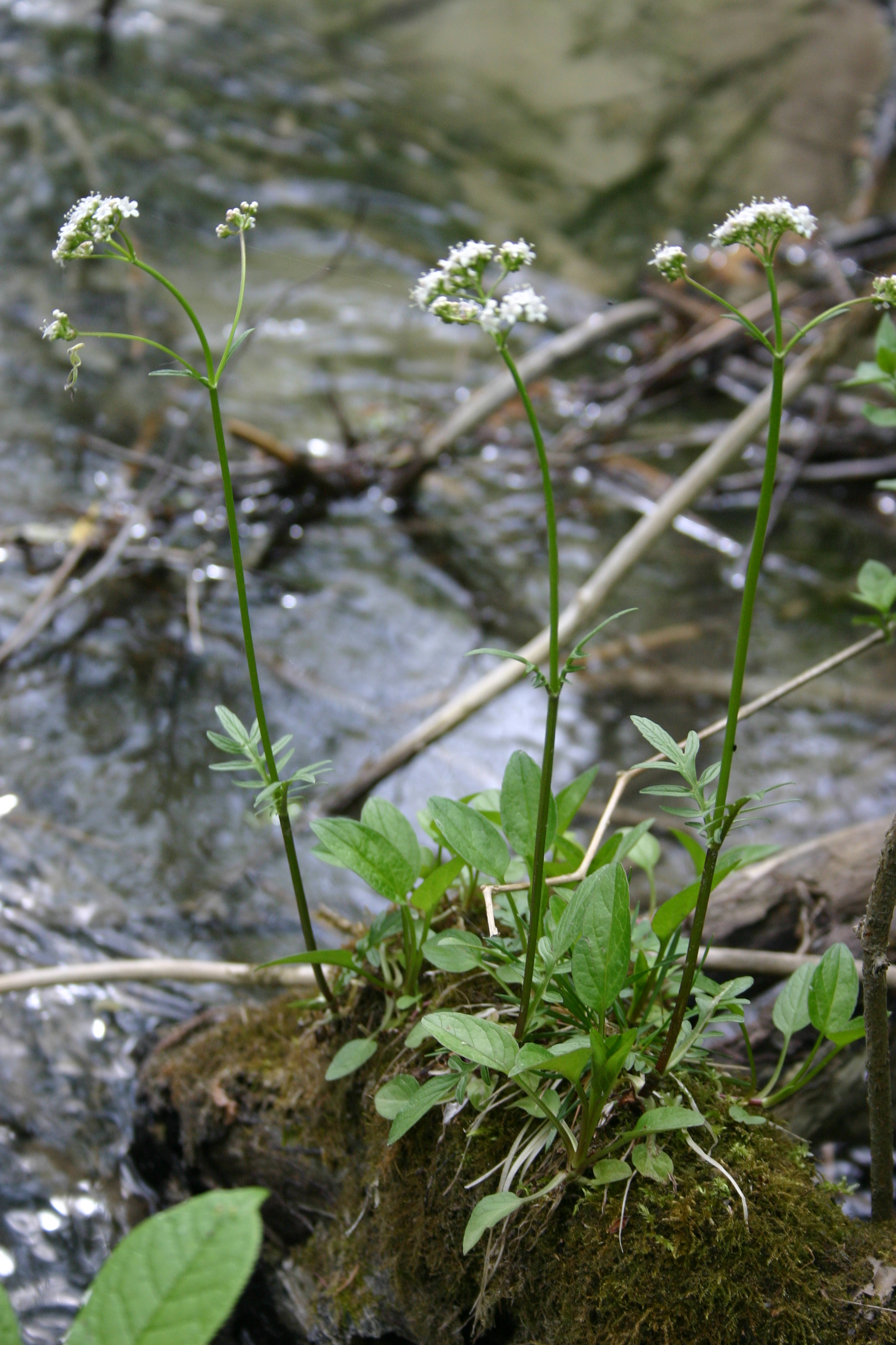 21092013212527 2169 art 1414 valeriana cf dioica img 8599
