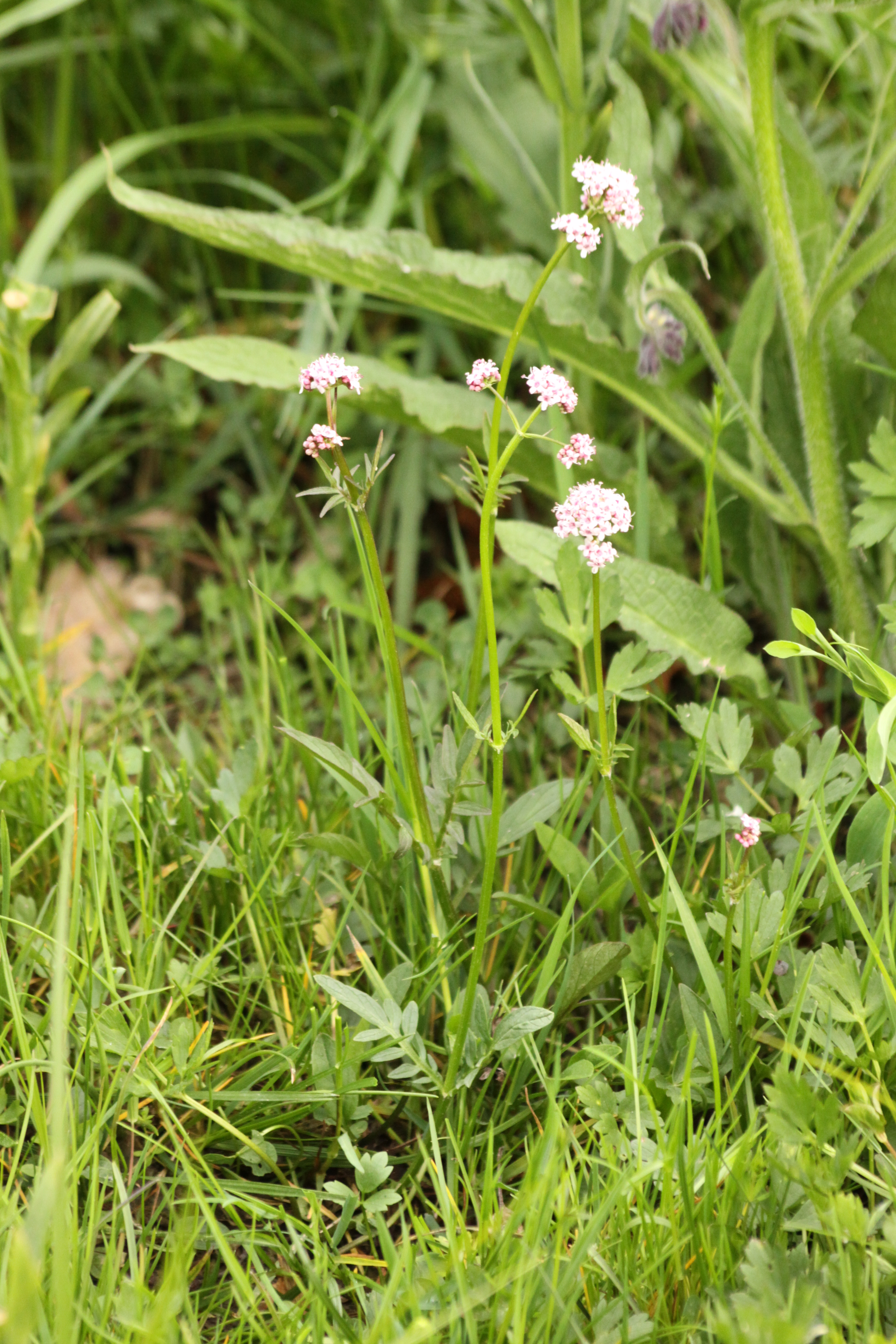 21092013213150 2170 art 1414 valeriana dioica maierhofermuhle lafnitz unterlungitz 26 84