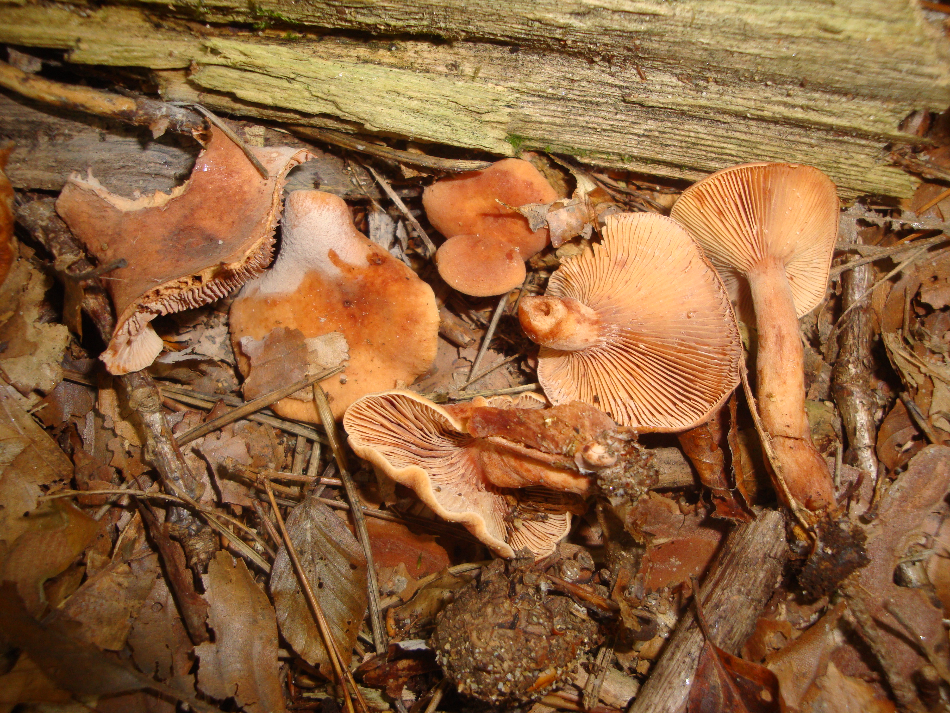 21112017102850 3328 art 1975 lactarius cremor1