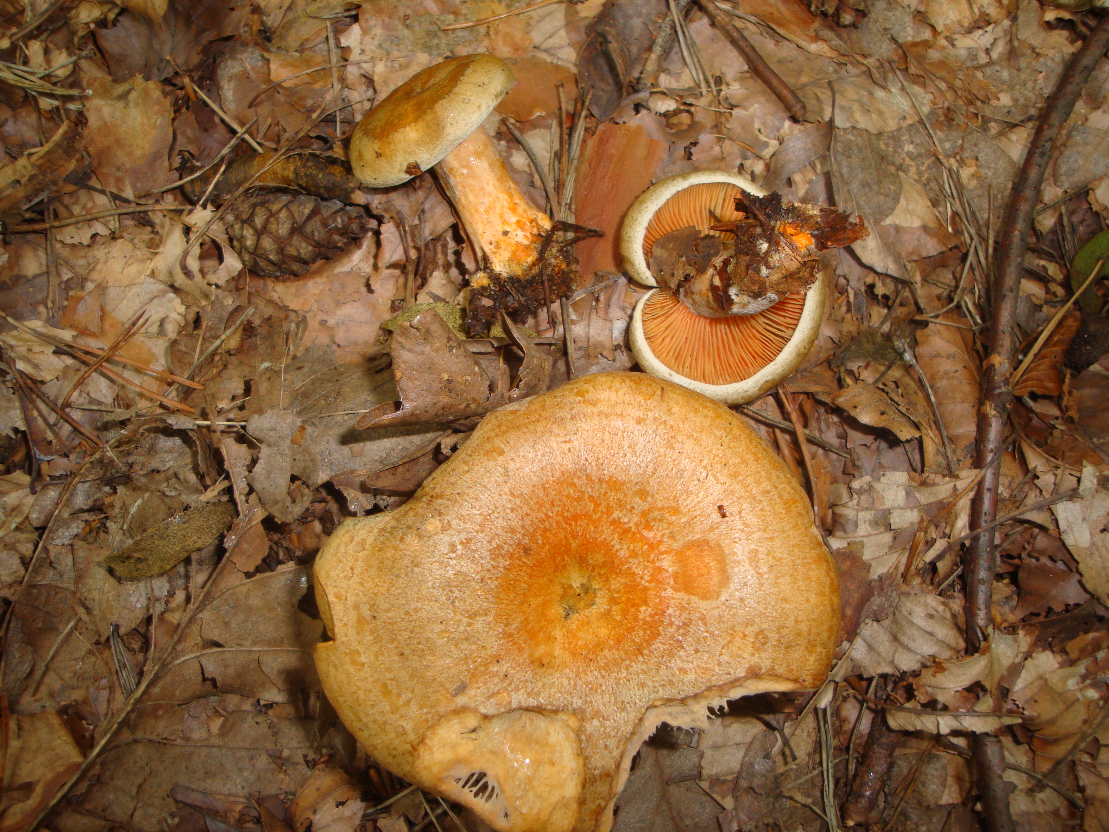 21112017103057 3329 art 795 lactarius quieticolor1