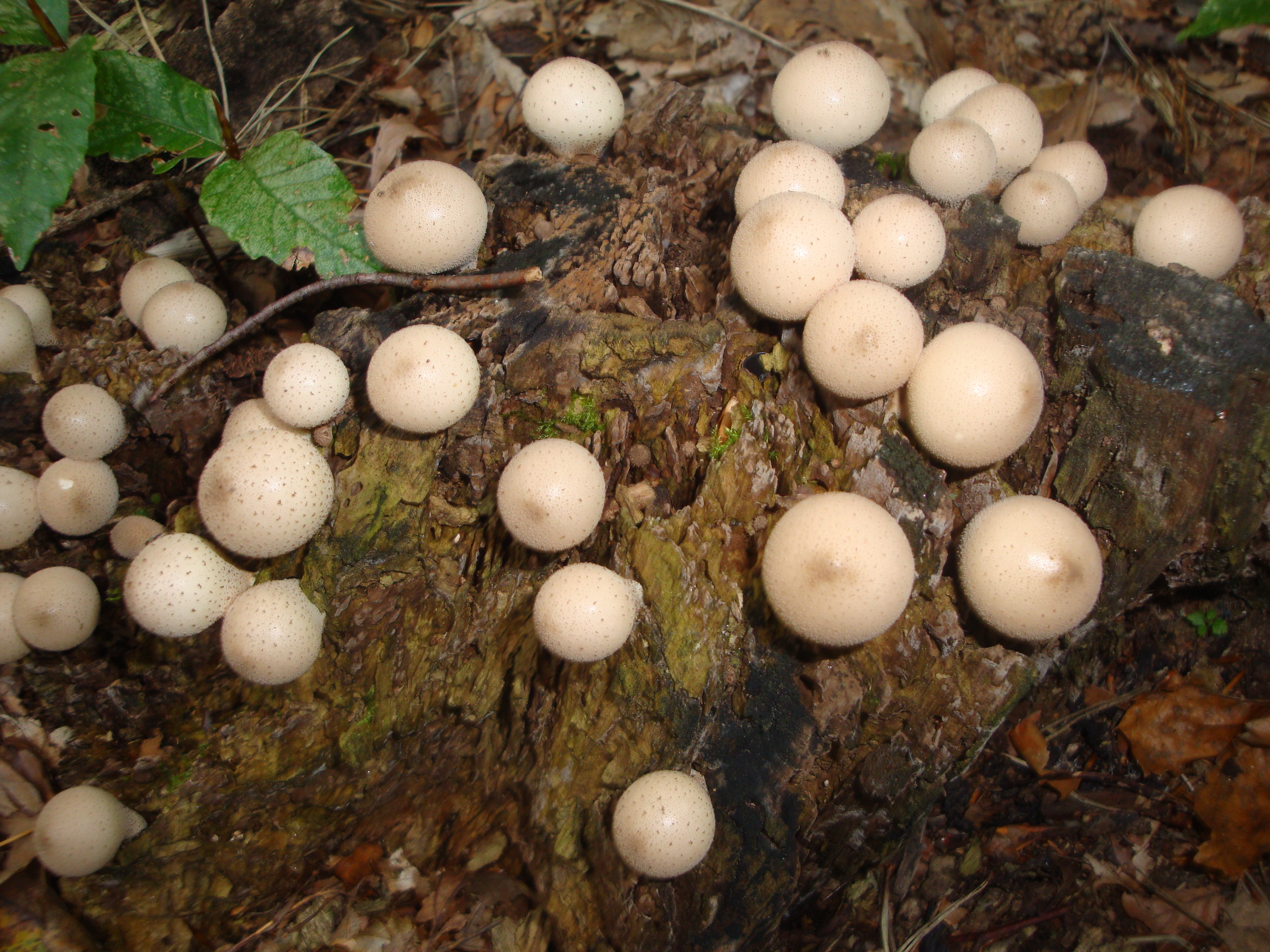 21112017104647 3330 art 1976 lycoperdon pyriformae