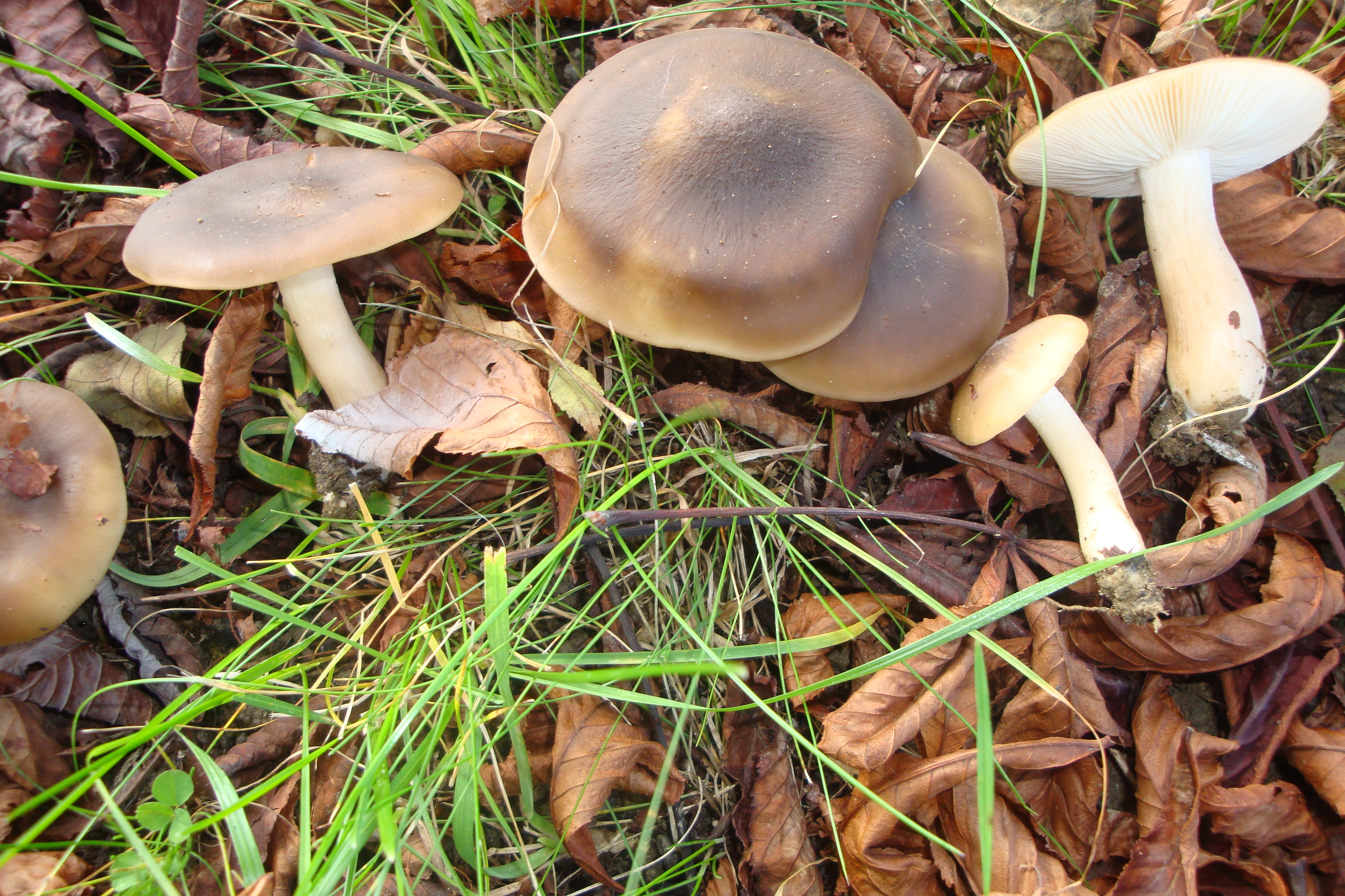 21112017104916 3331 art 1715 lyophyllum decastes