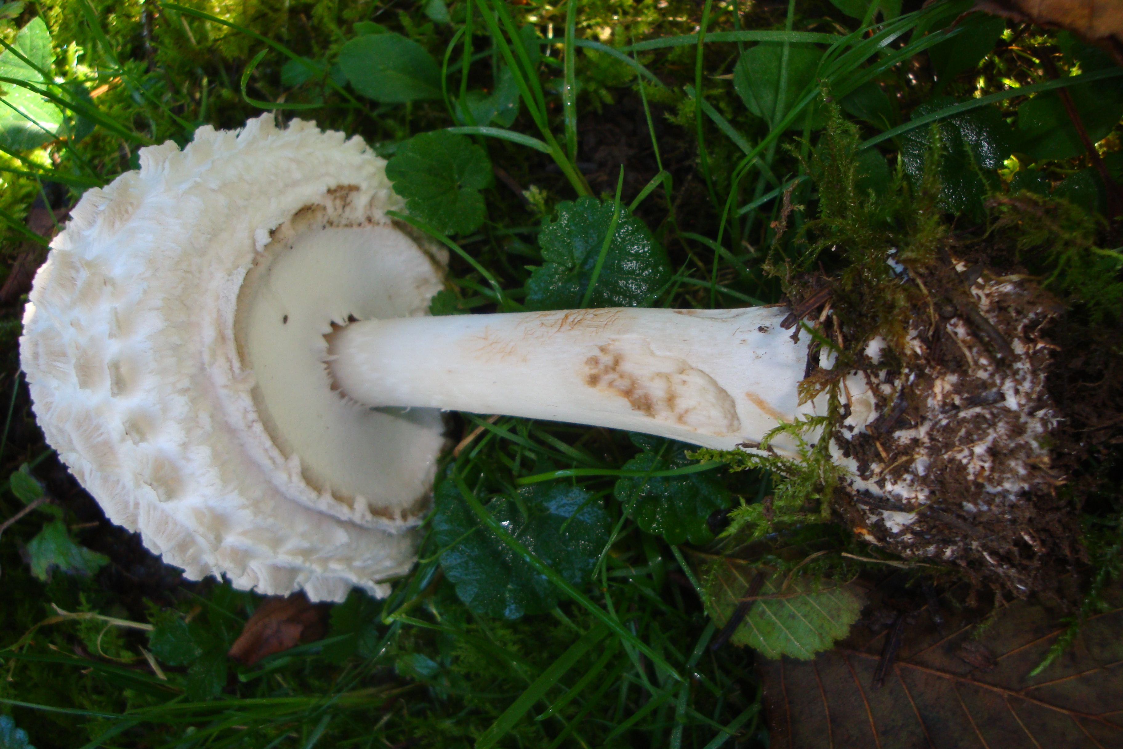 21112017112252 3332 art 1977 macrolepiota rhacodes var. bohemica2