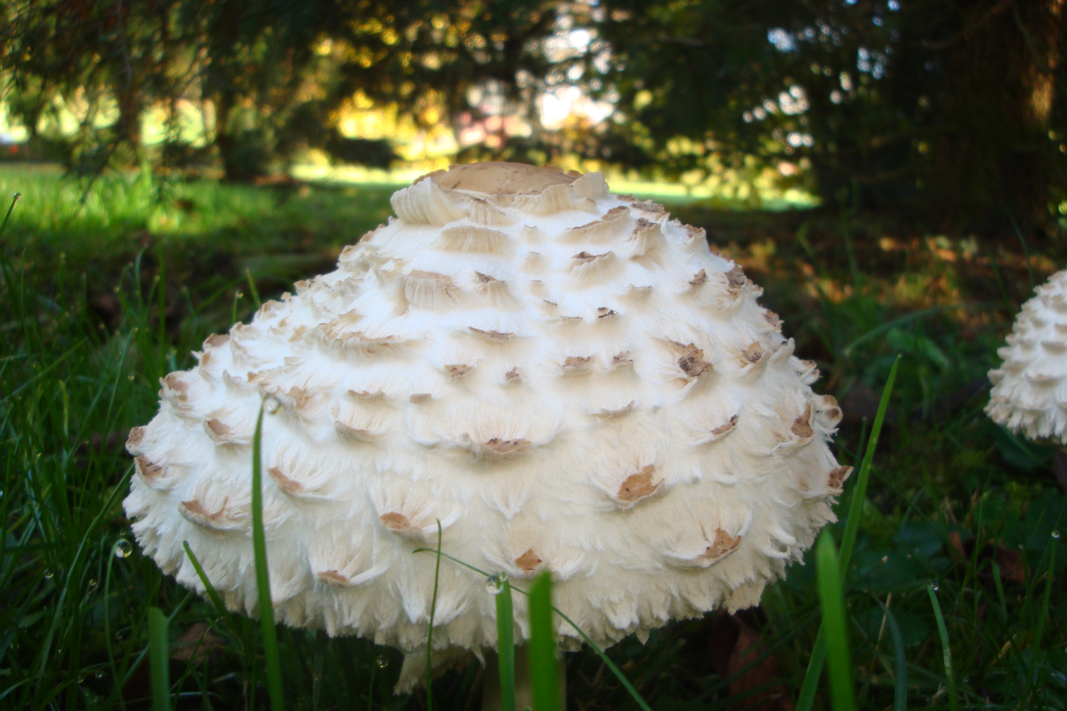 21112017112455 3333 art 1977 macrolepiota rhacodes var. bohemica1