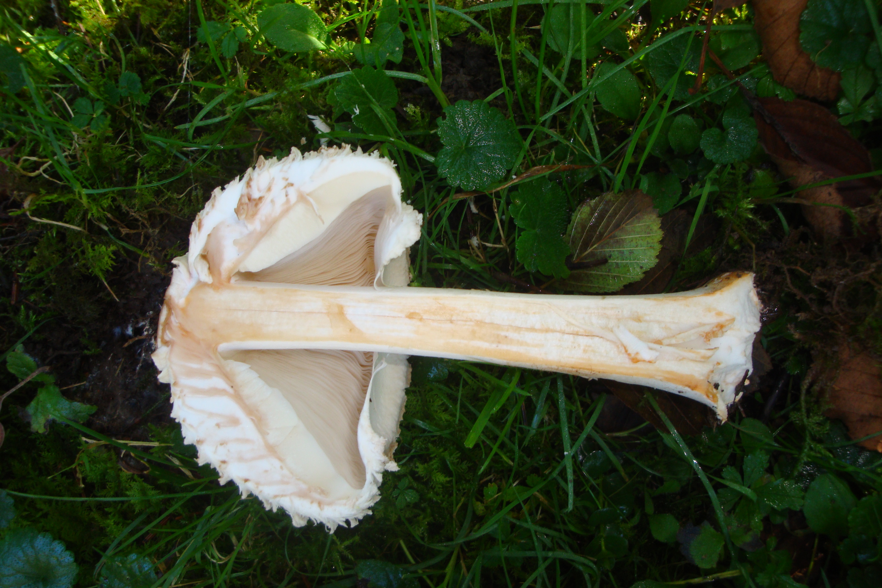 21112017112615 3334 art 1977 macrolepiota rhacodes var. bohemica3