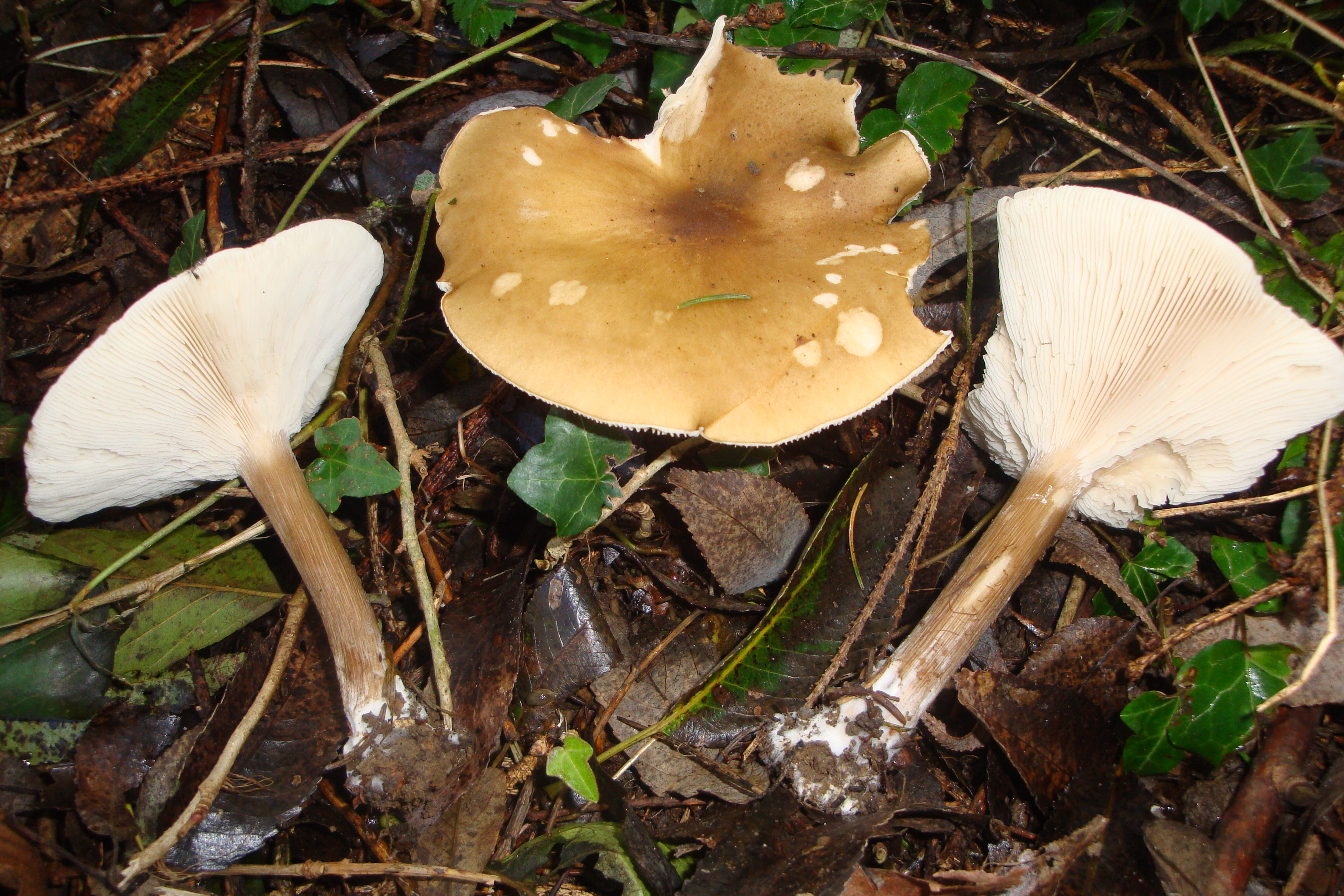 21112017114143 3335 art 1978 melanoleuca grammopus