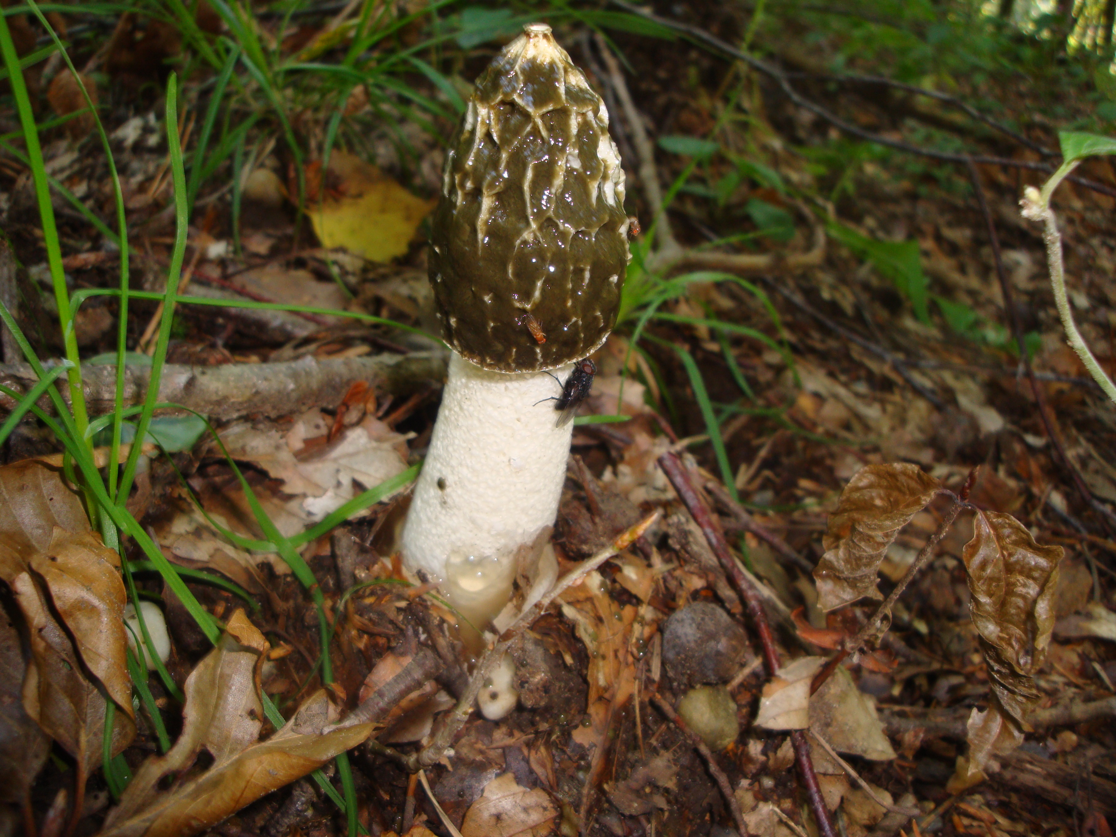 21112017115938 3336 art 1979 phallus impudicus