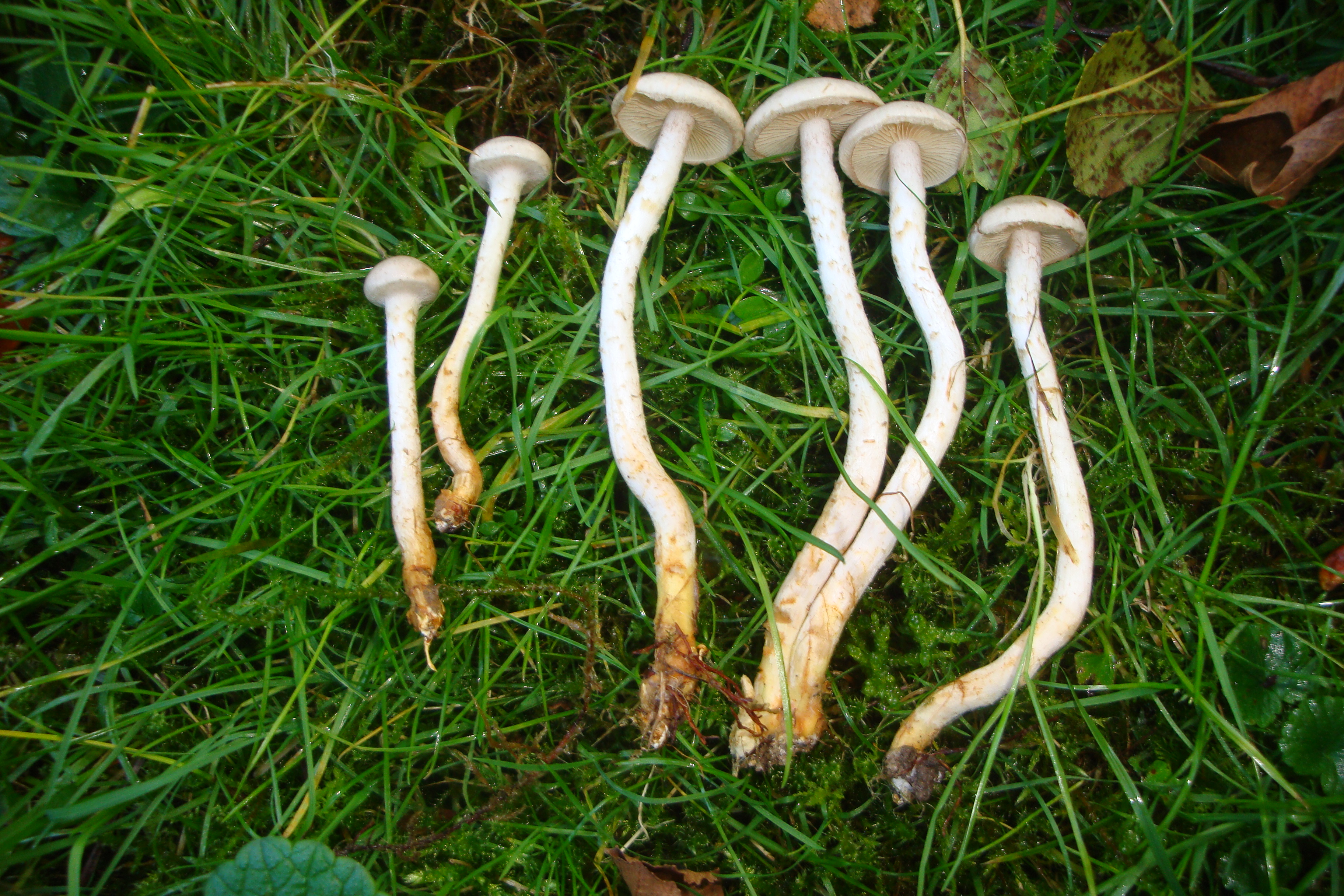 21112017161308 3338 art 1980 pholiota gummosa