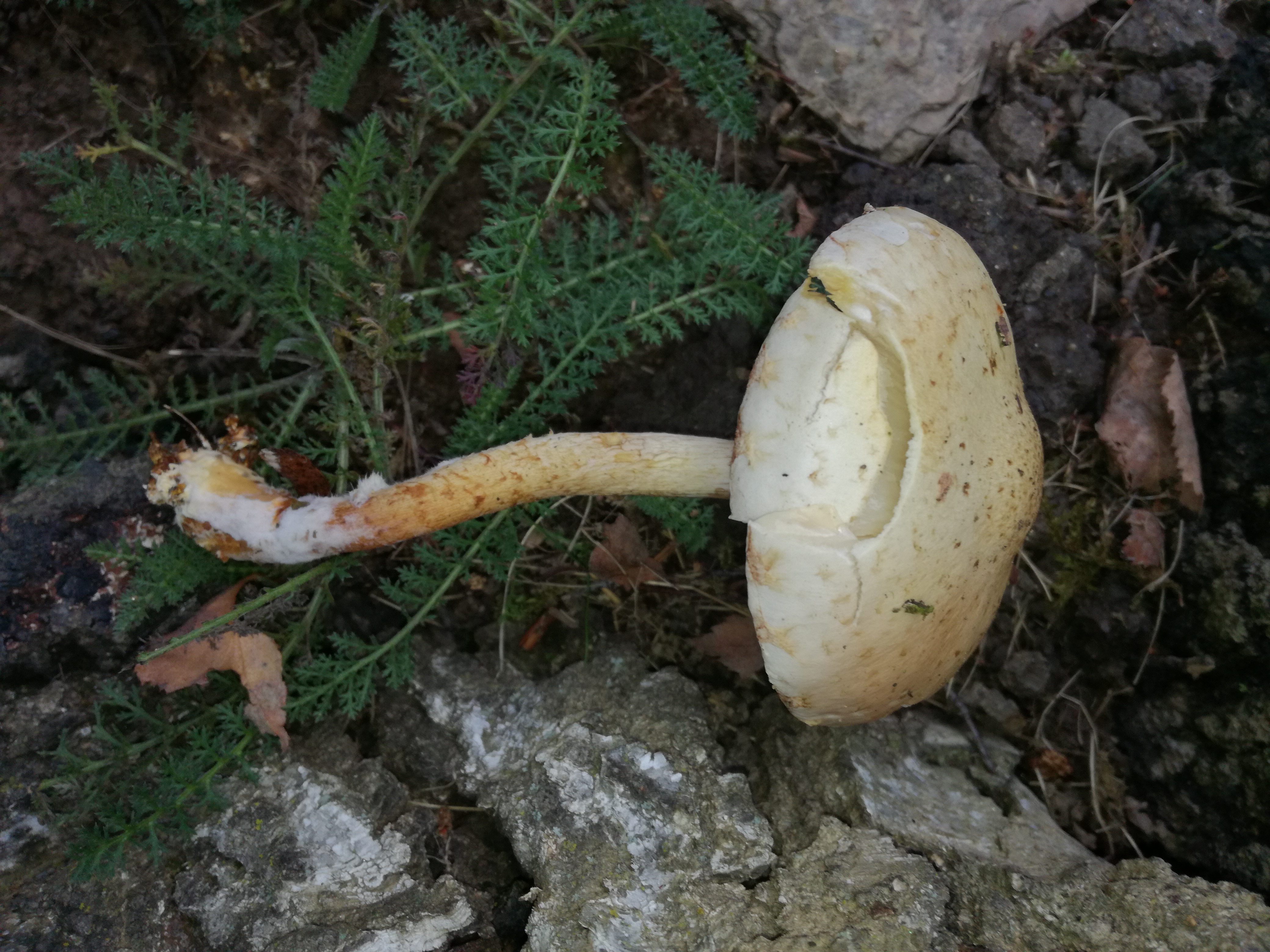 21112017161530 3339 art 1980 img 20171110 151352