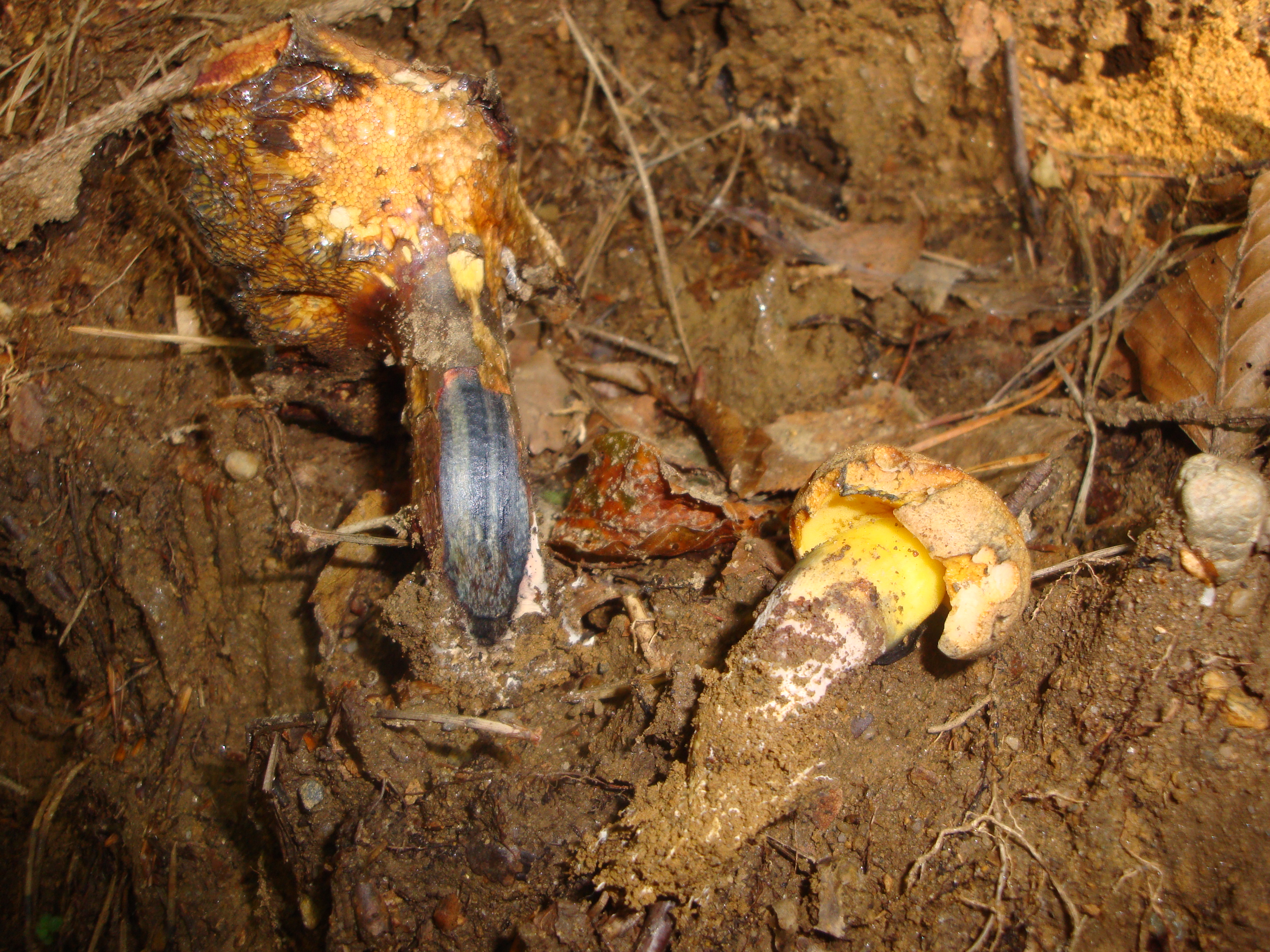 21112017164208 3340 art 1981 pulverulentus