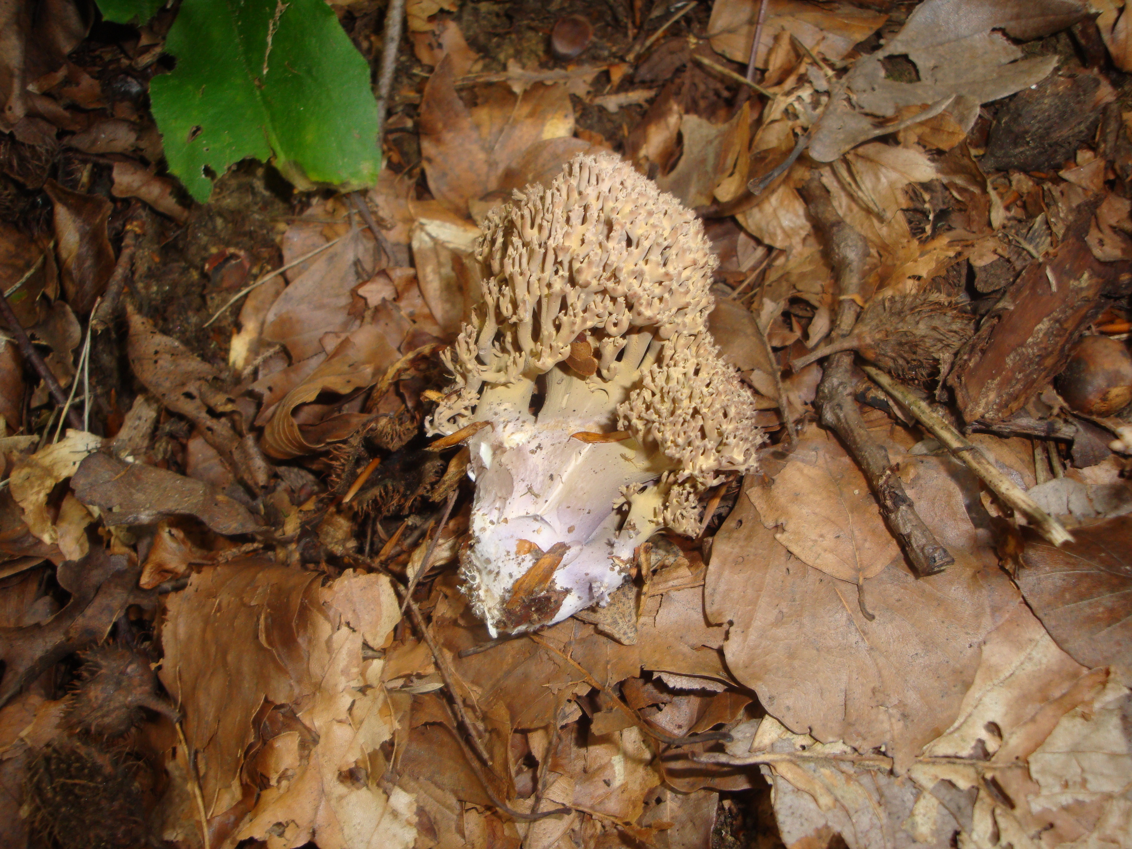 21112017165844 3341 art 1982 ramaria fennica cf