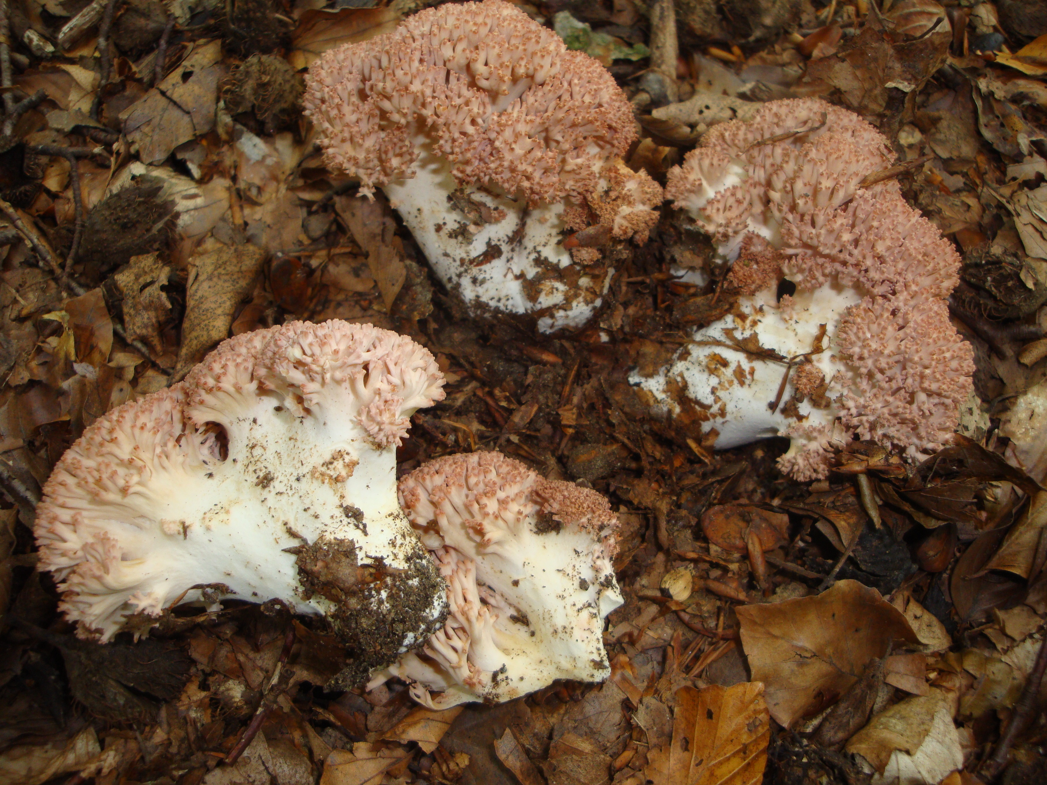 21112017171240 3342 art 1983 ramaria botrytis