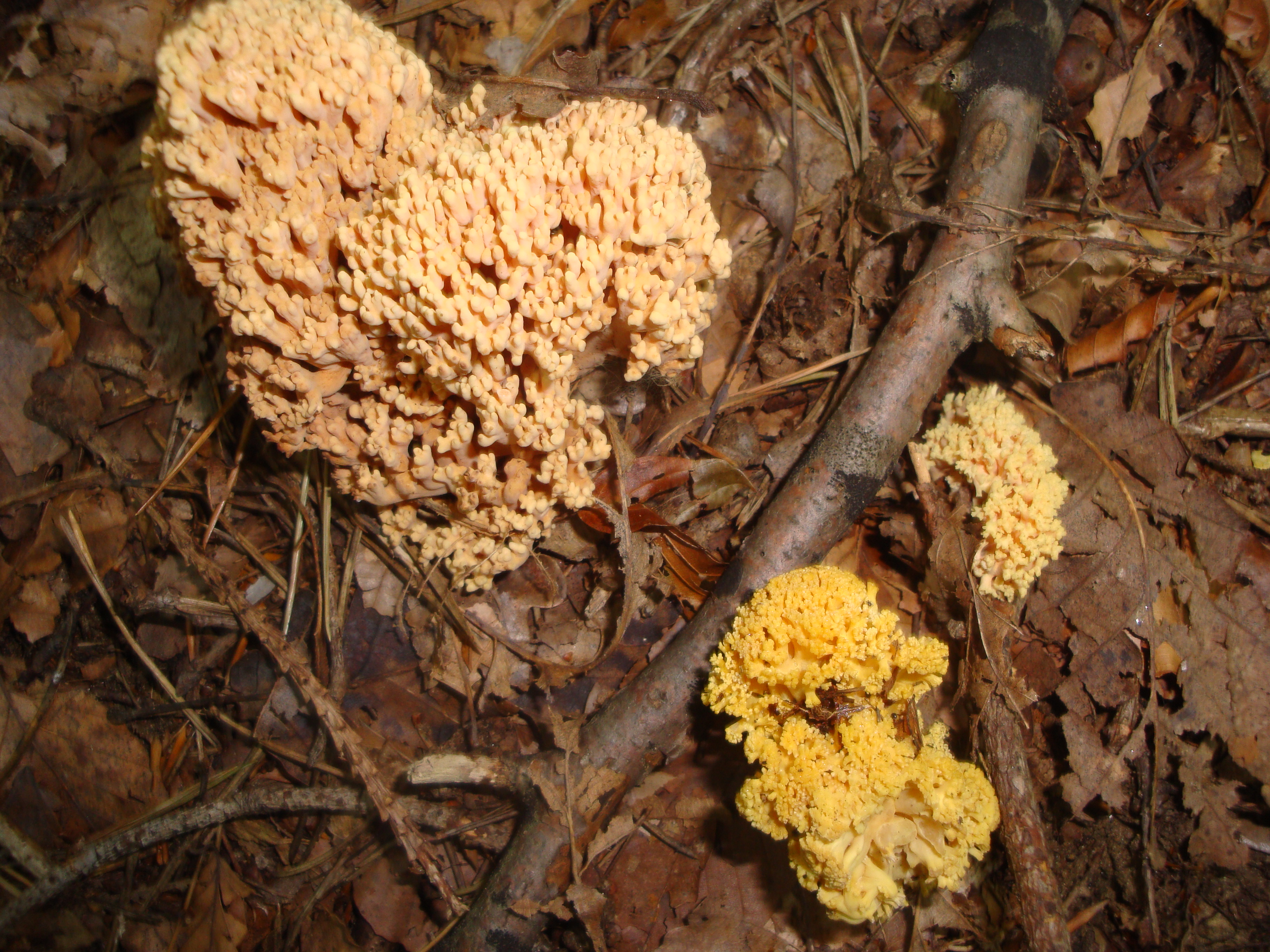 21112017173038 3343 art 1984 ramaria veranderlich reiting2