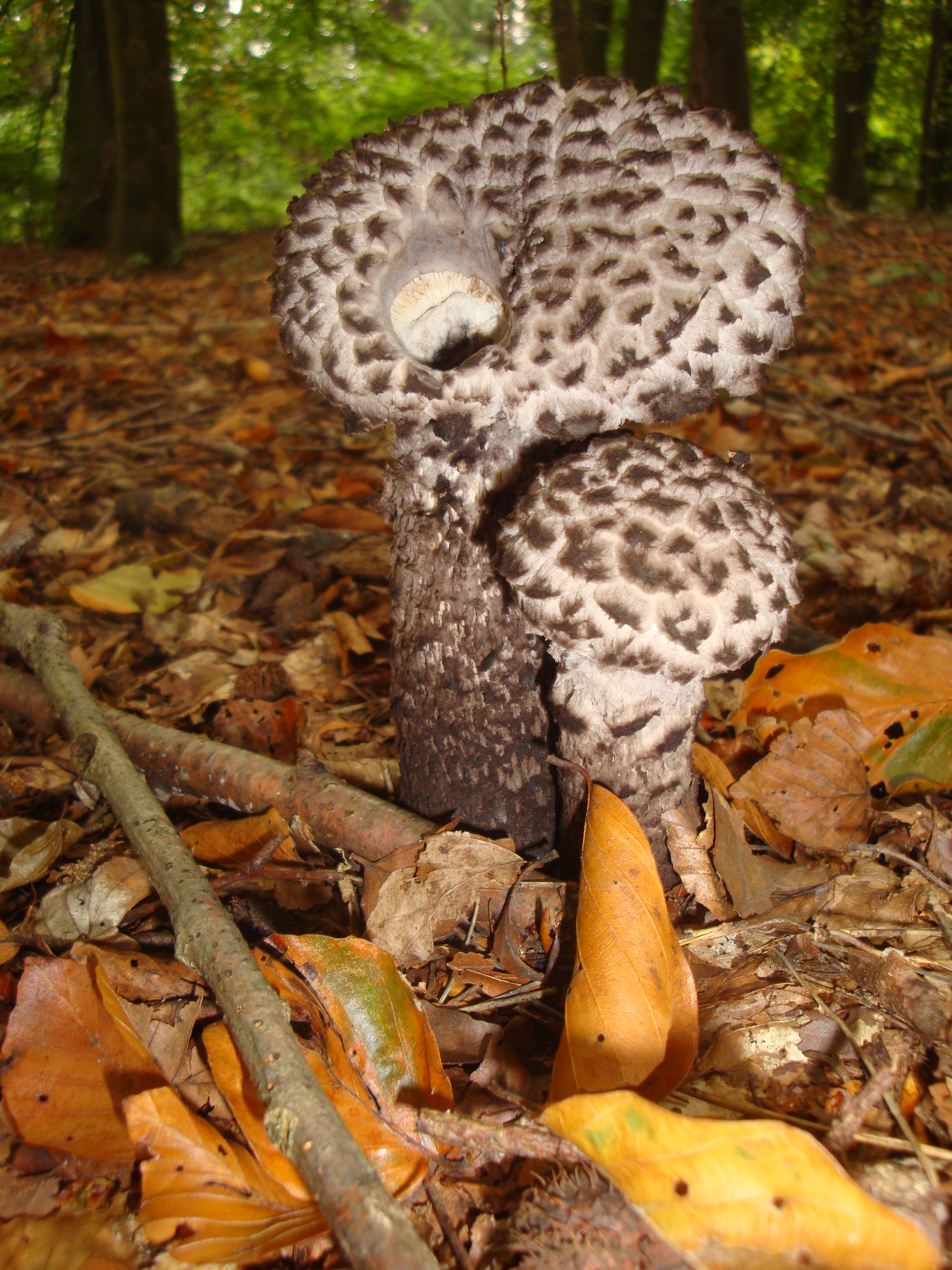 21112017173447 3344 art 214 strobilomyces strobilaceus1