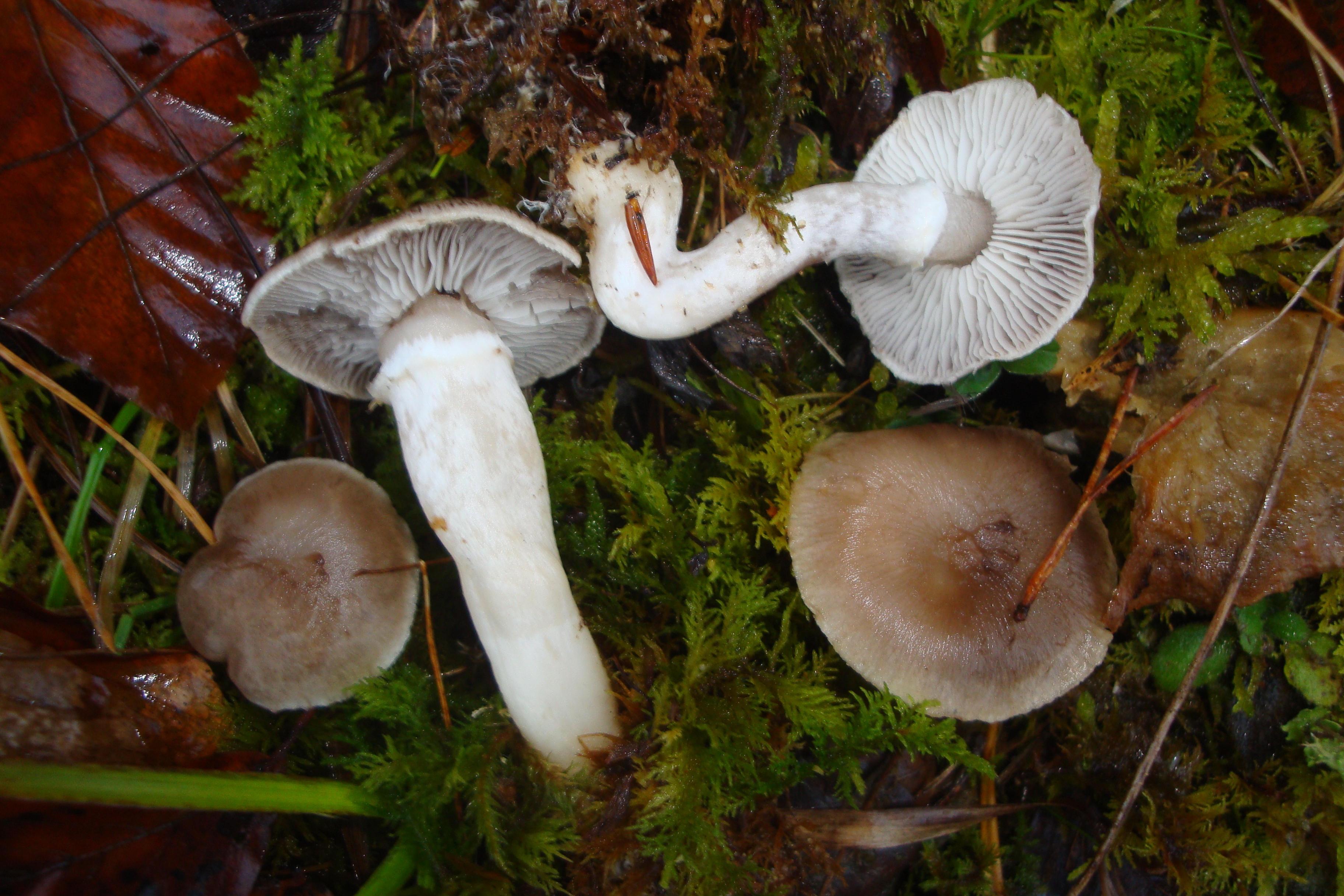 21112017173935 3345 art 1947 tricholoma cingulatum