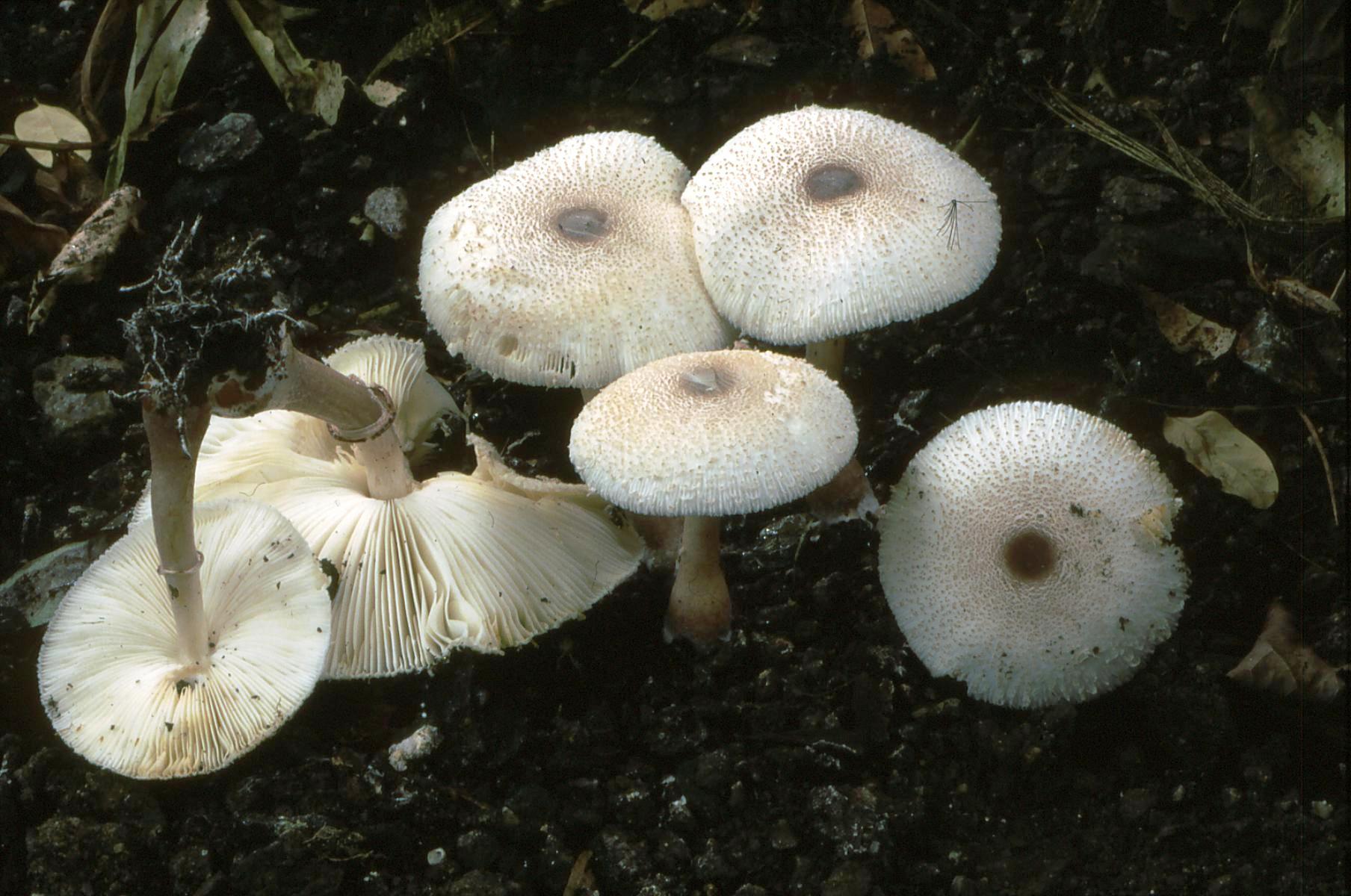 22022018130329 3477 art 2072 l. bresadolae