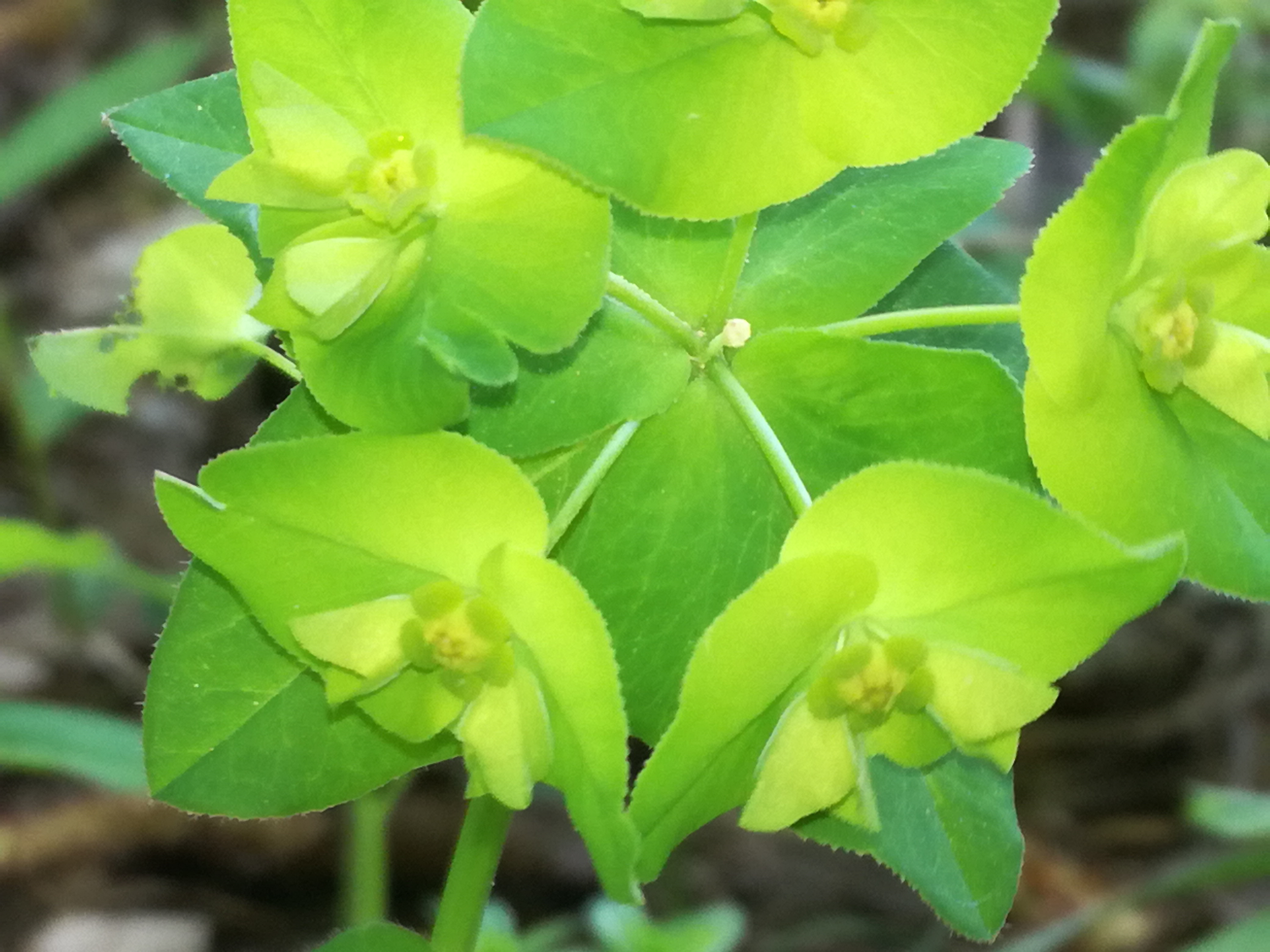 22042018000504 3533 art 2121 img 20180421 142617