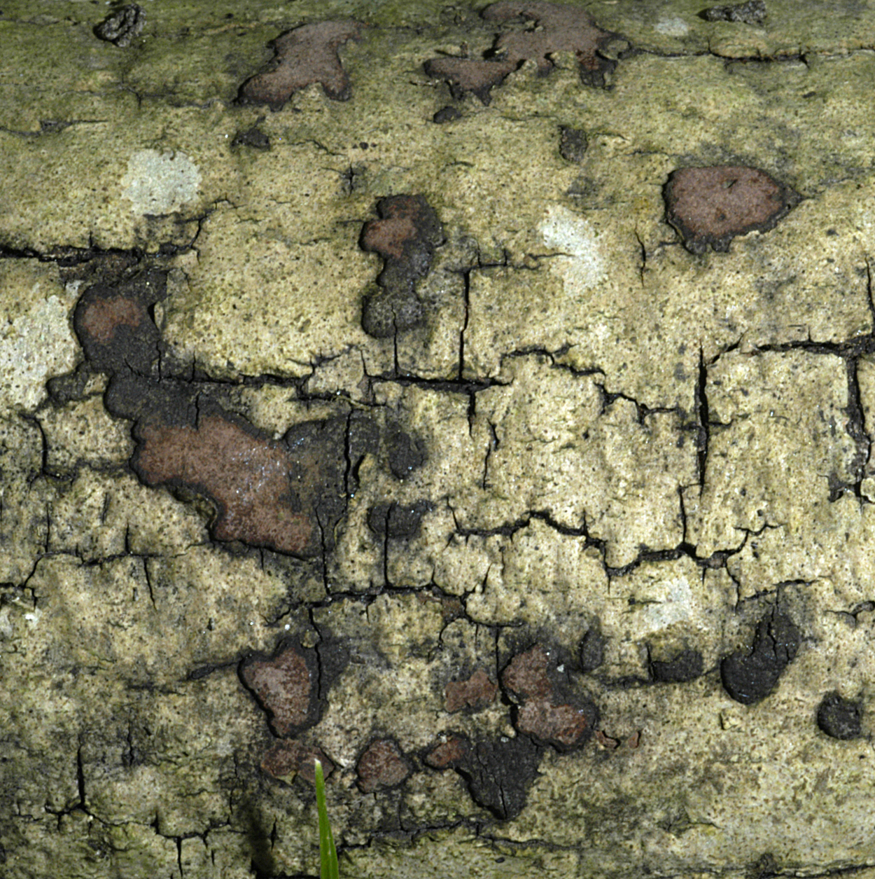 22052013000004 689 art 658 hyp rubiginosum cf 5256 27 kopie