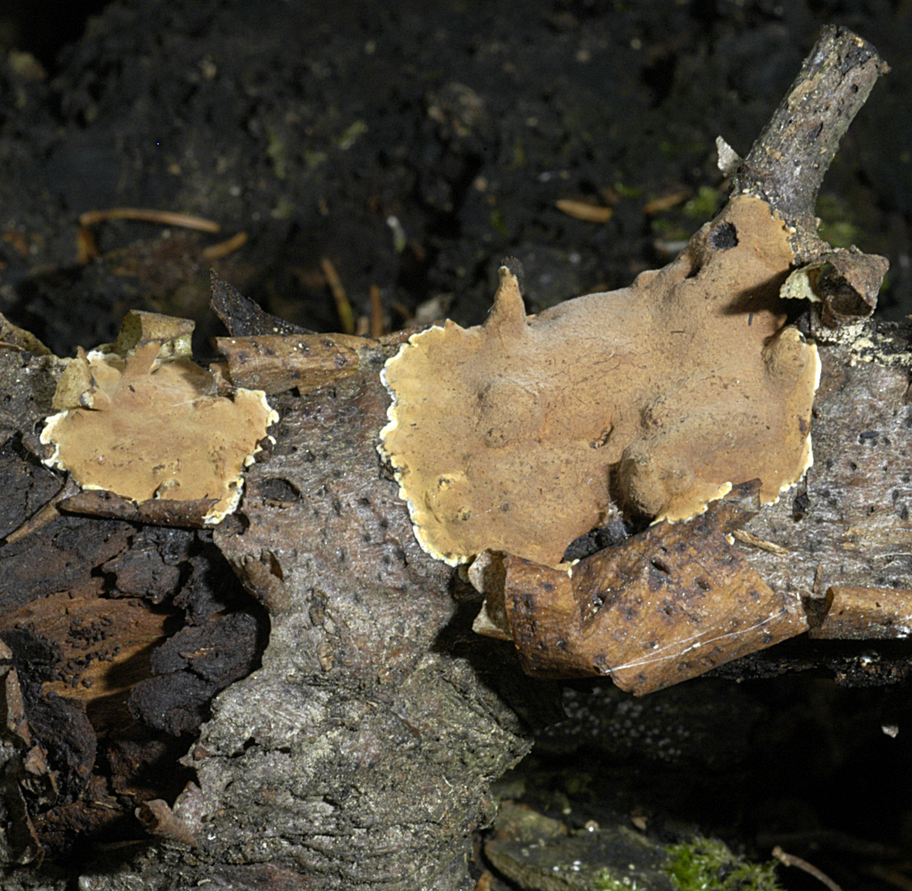 22052013000205 690 art 659 hyp ticinense 5268 23 kopie