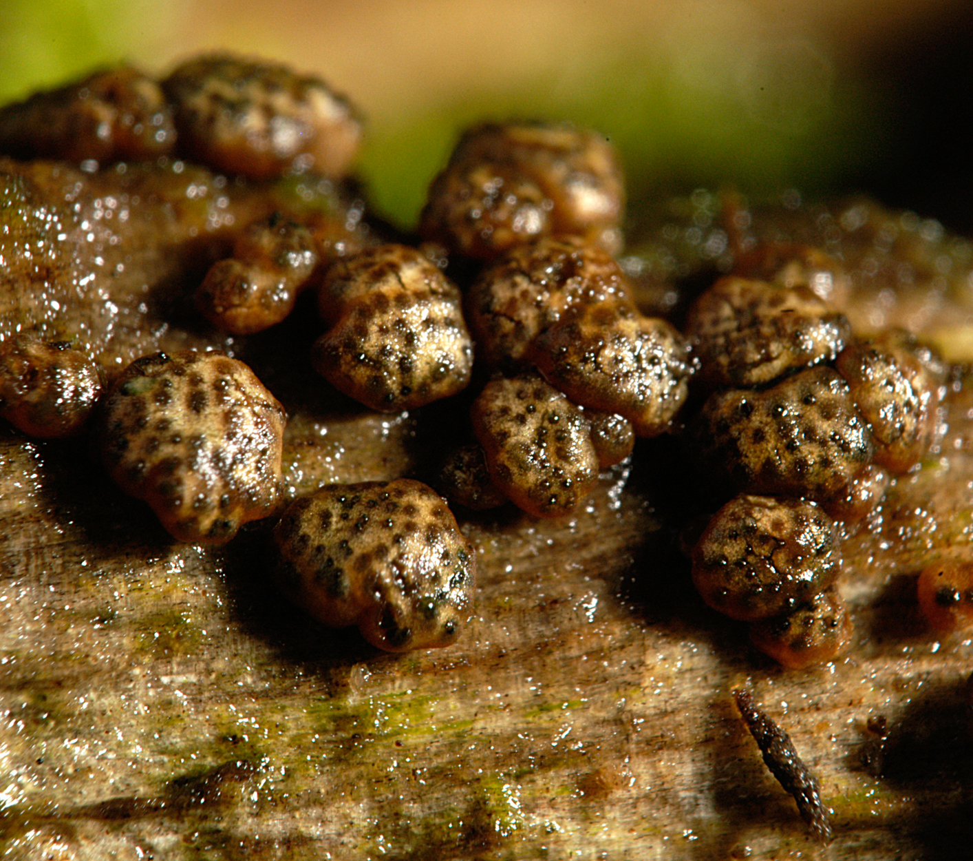 22052013000422 691 art 660 hypocrea gelatinosa 5154 29 kopie