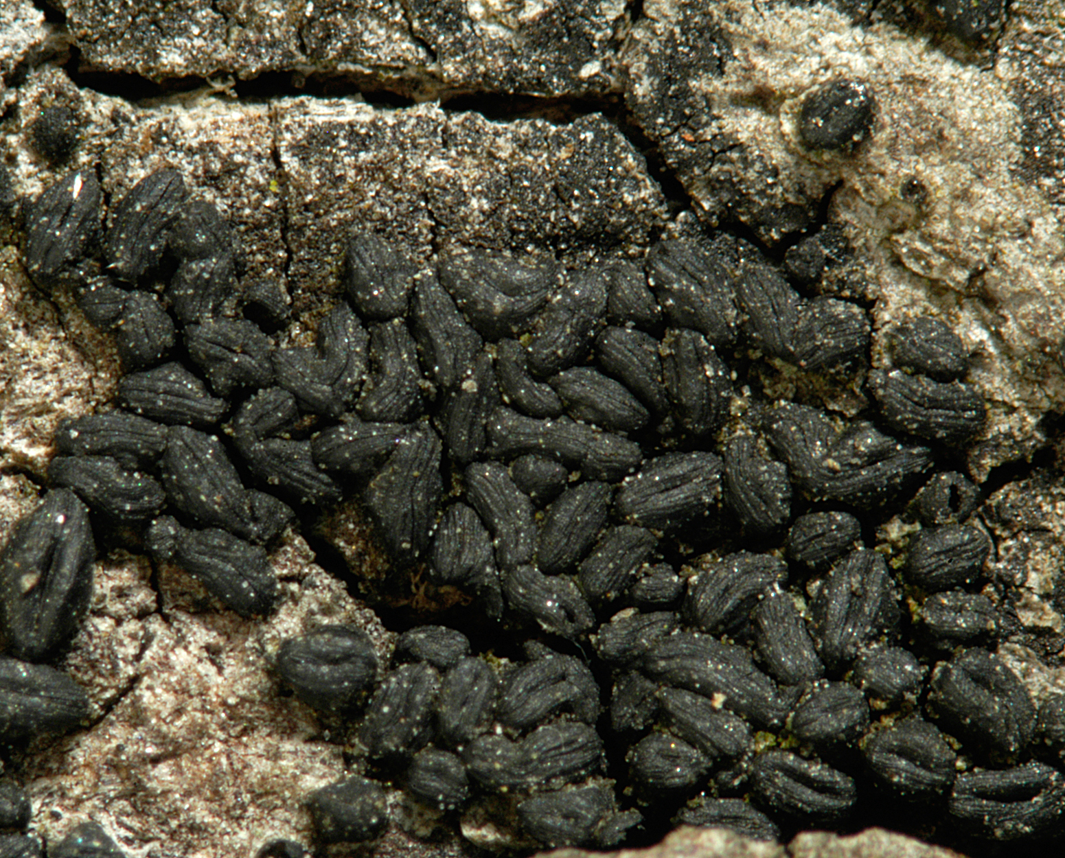 22052013000632 692 art 661 hys pulicare 5225 9 kopie