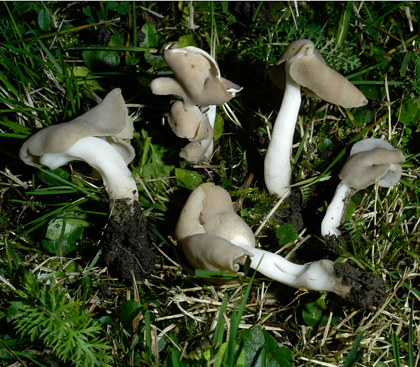 22052013000825 693 art 662 lep elastica 5210 2 kopie