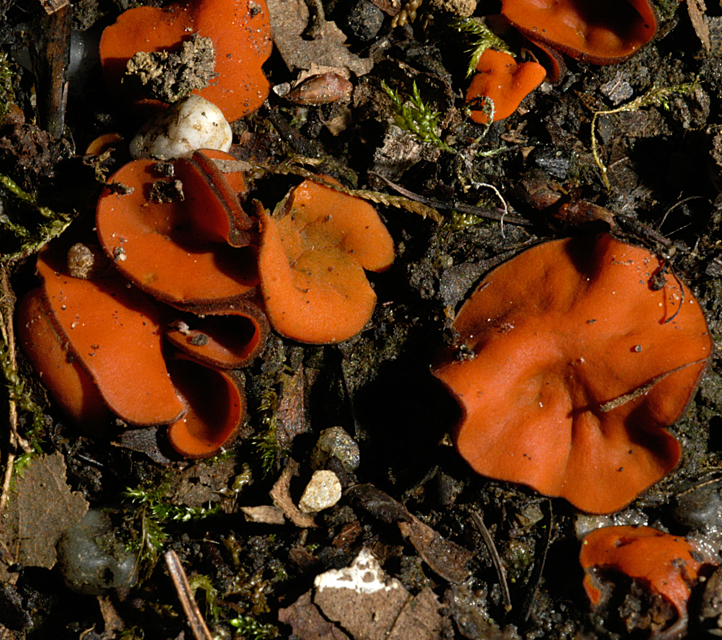 22052013001003 694 art 663 mel chateri 4943 35 kopie