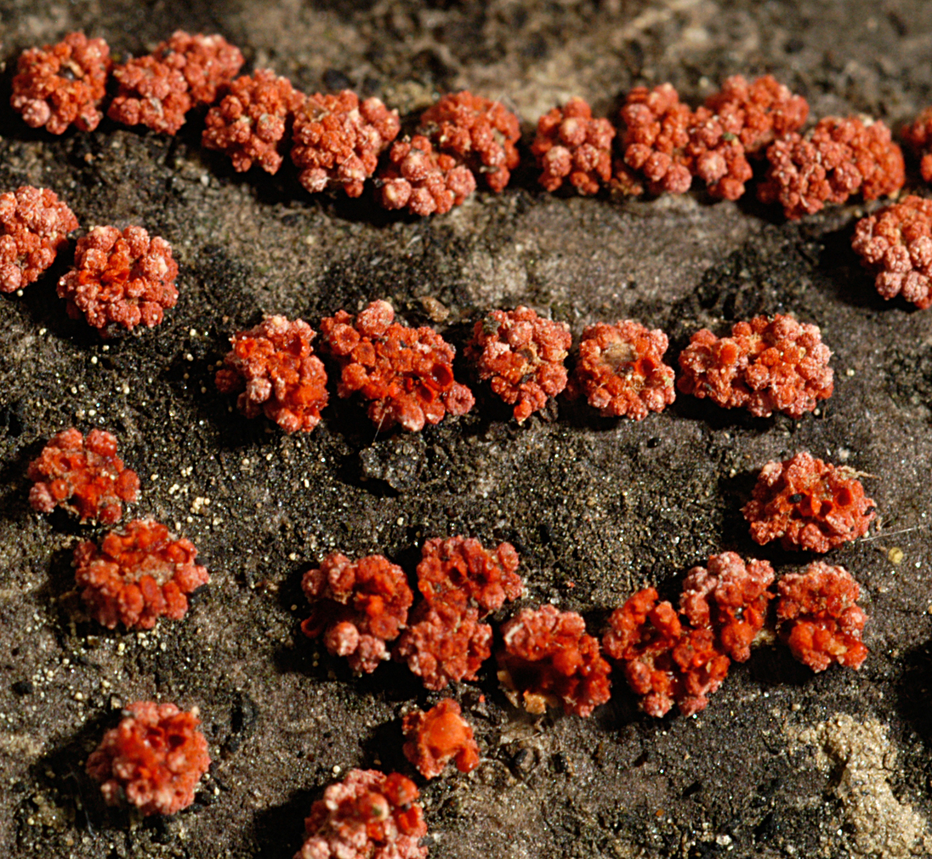 22052013001142 695 art 664 nec cinnabarina 4975 9 kopie