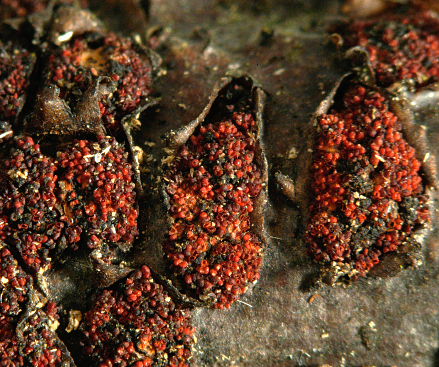 22052013001321 696 art 665 nec episphaeria 5220 6 kopie