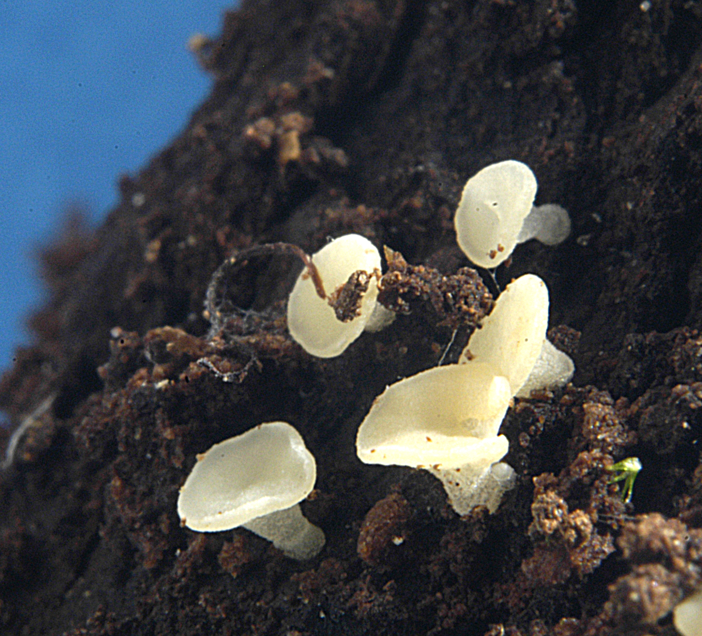 22052013001726 698 art 667 pha subcarneum 5237 17 kopie