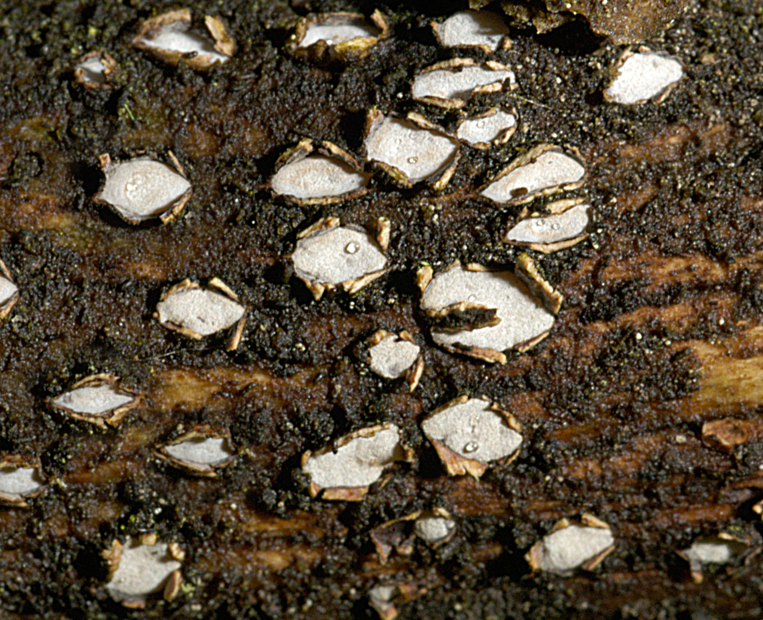 22052013001907 699 art 668 pro versicolor 5071 16 kopie