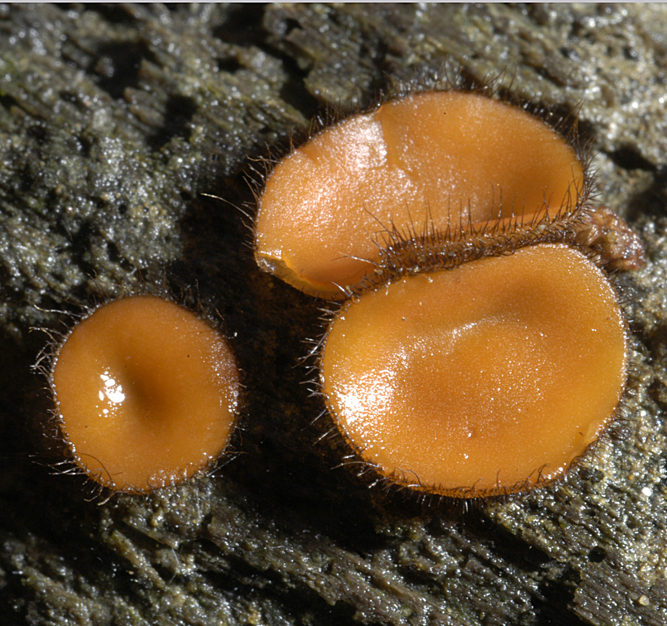 22052013002037 700 art 669 scu scutellata 5263 9 kopie