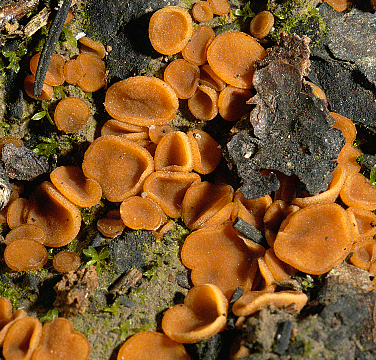 22052013002227 701 art 670 sph brunnea 5055 36 kopie