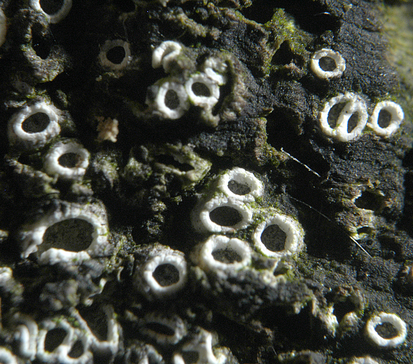 22052013002425 702 art 671 stictis spec 5266 2 kopie