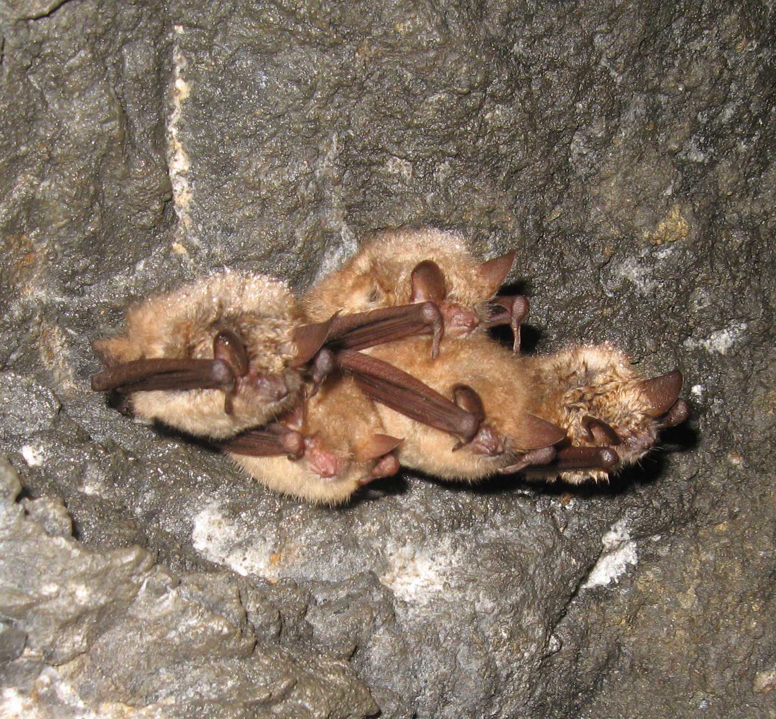 22052013093153 703 art 672 wimperfledermaus gebhardt 01