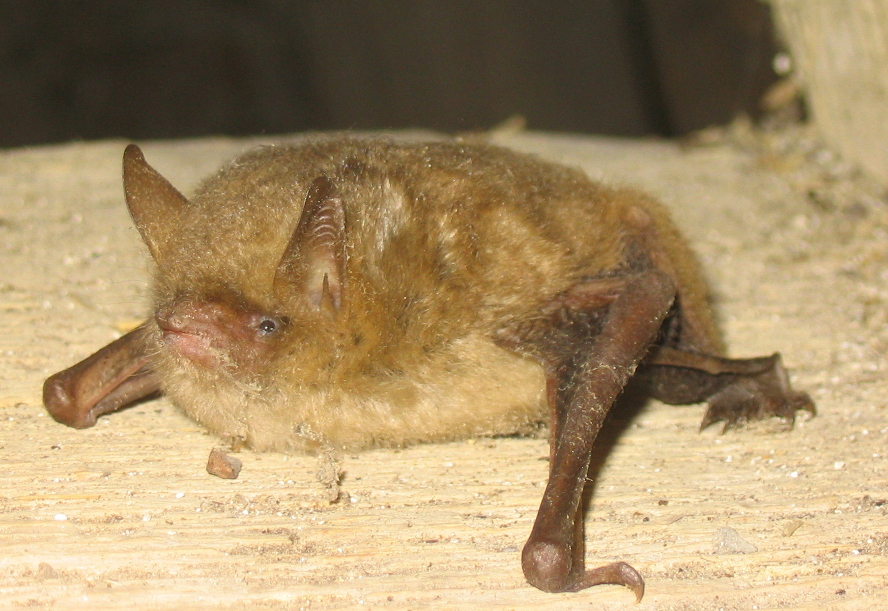 22052013103740 704 art 672 myotis emarginatus f primoz presetnik