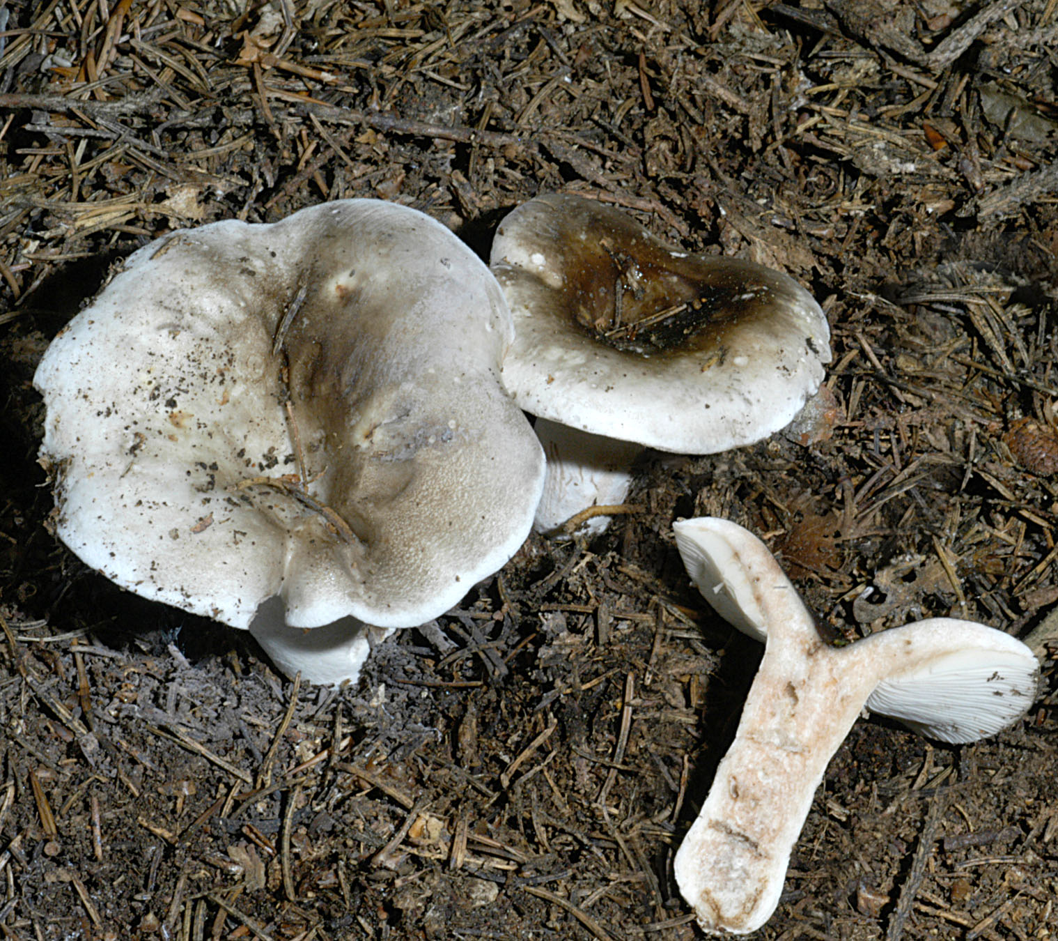 22062013092707 982 art 237 rus densifolia 5038 12 kopie