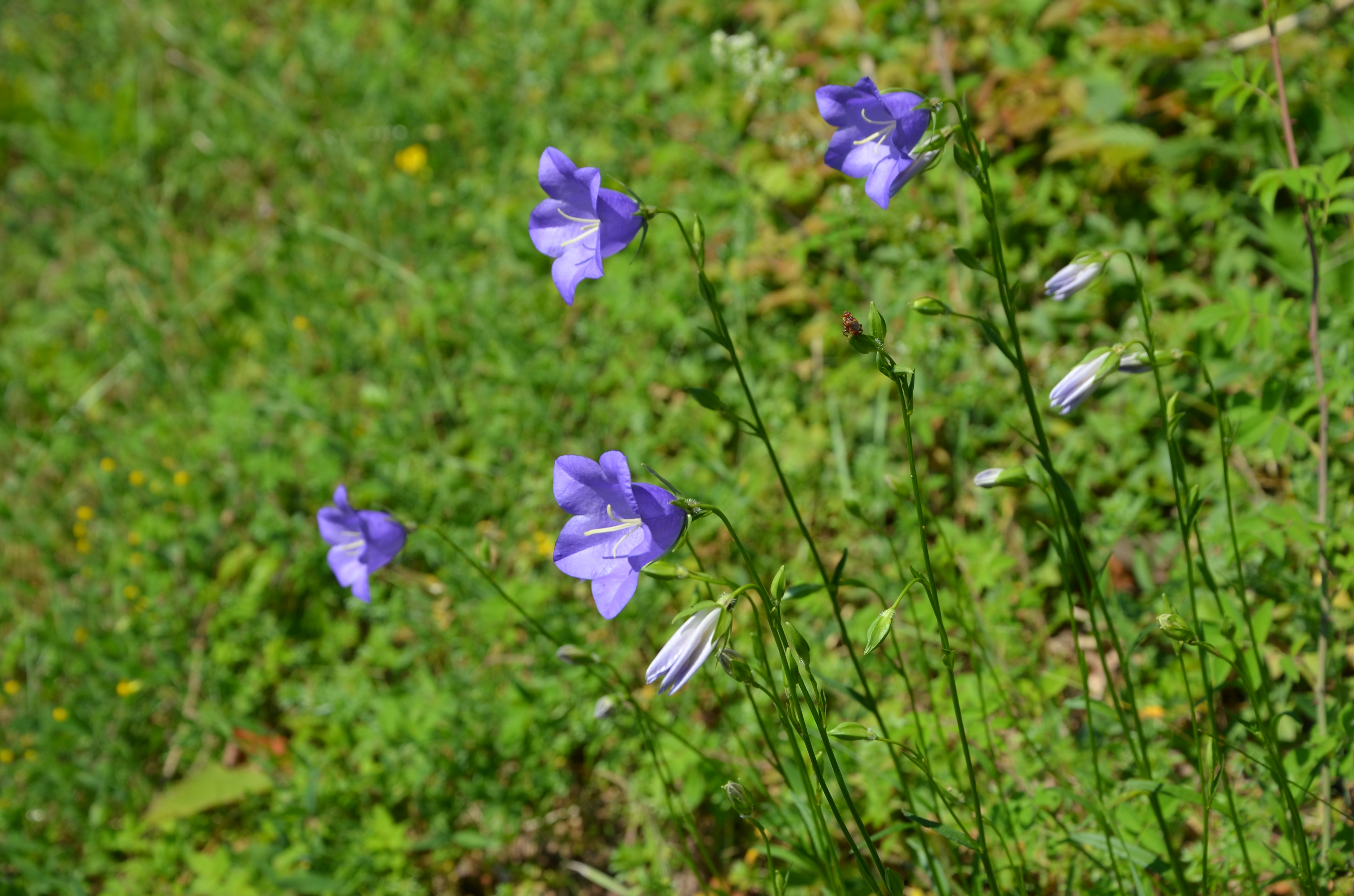 22062014105207 2530 art 583 pfirsichblattrige glockenblume