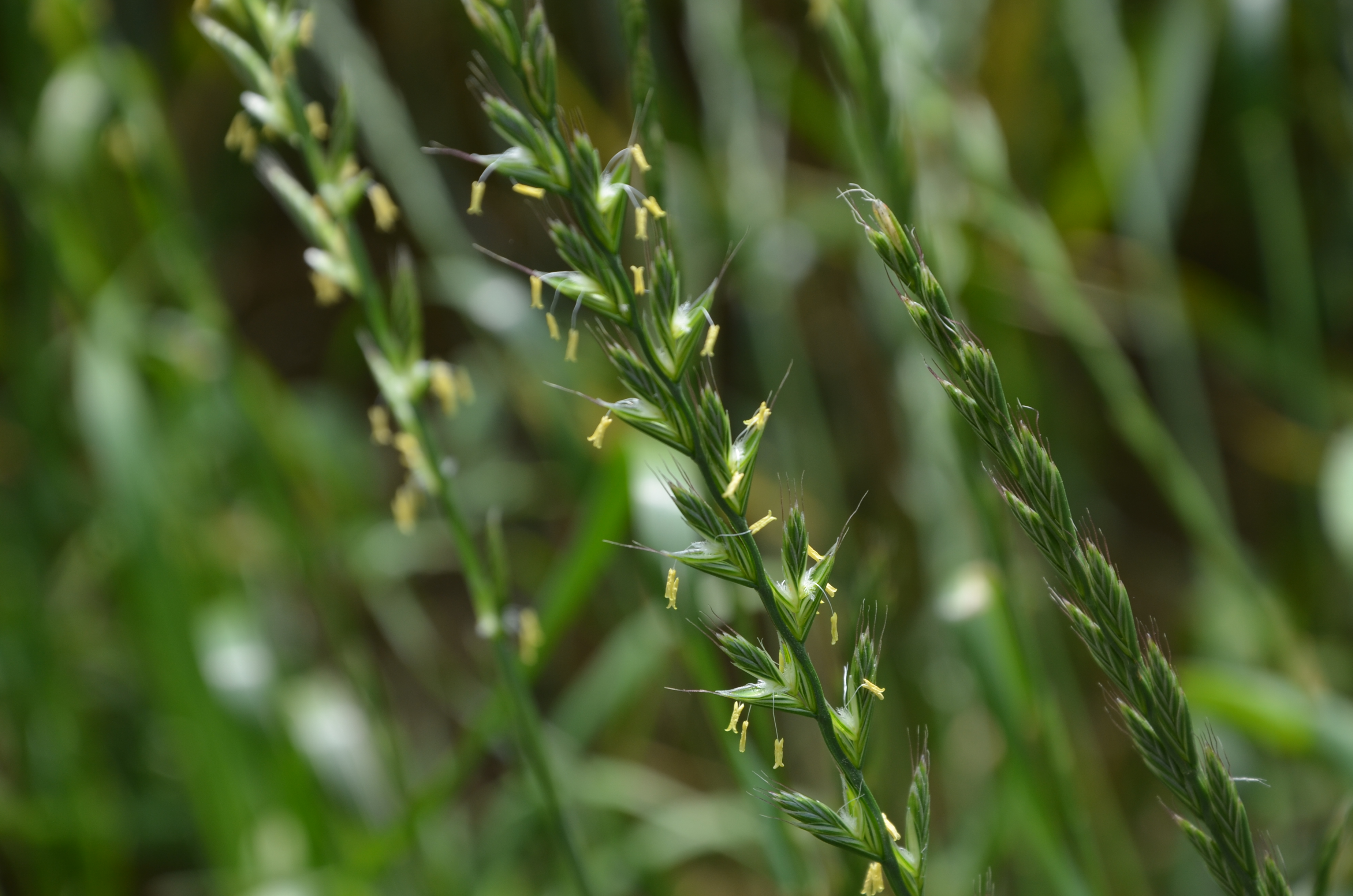 22062014111727 2531 art 1552 quecke