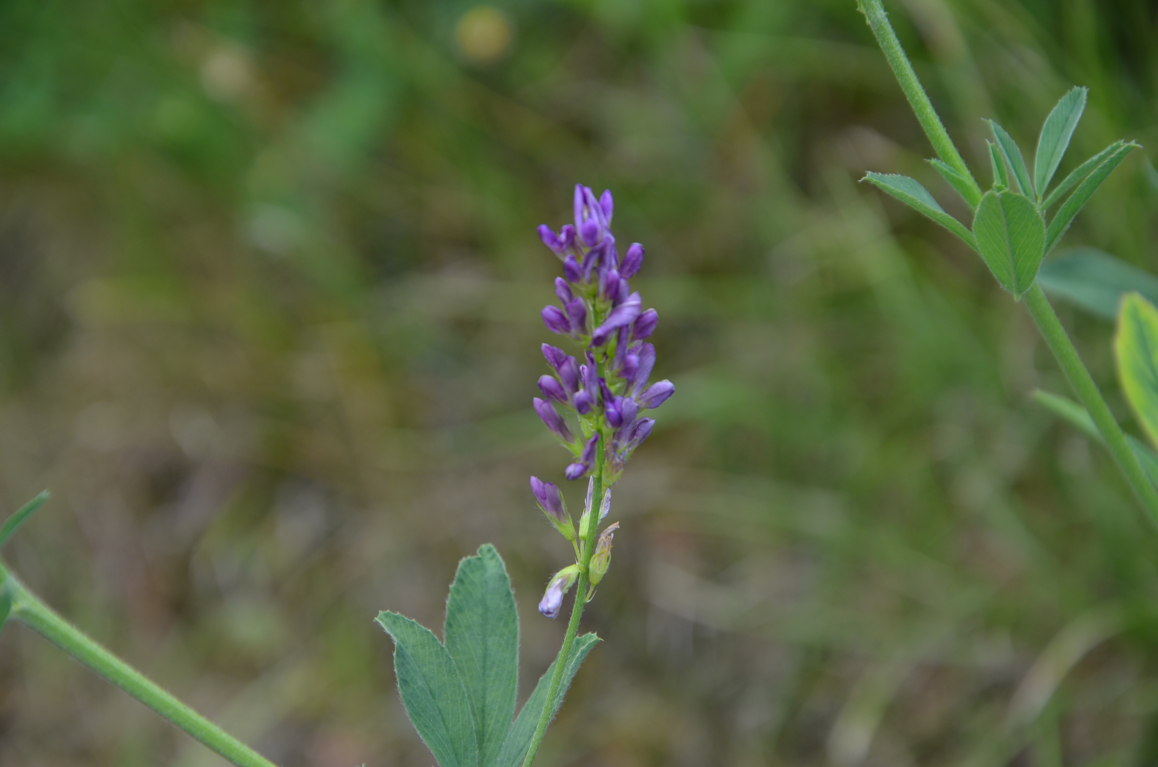 22062014113246 2532 art 1553 saatluzerne