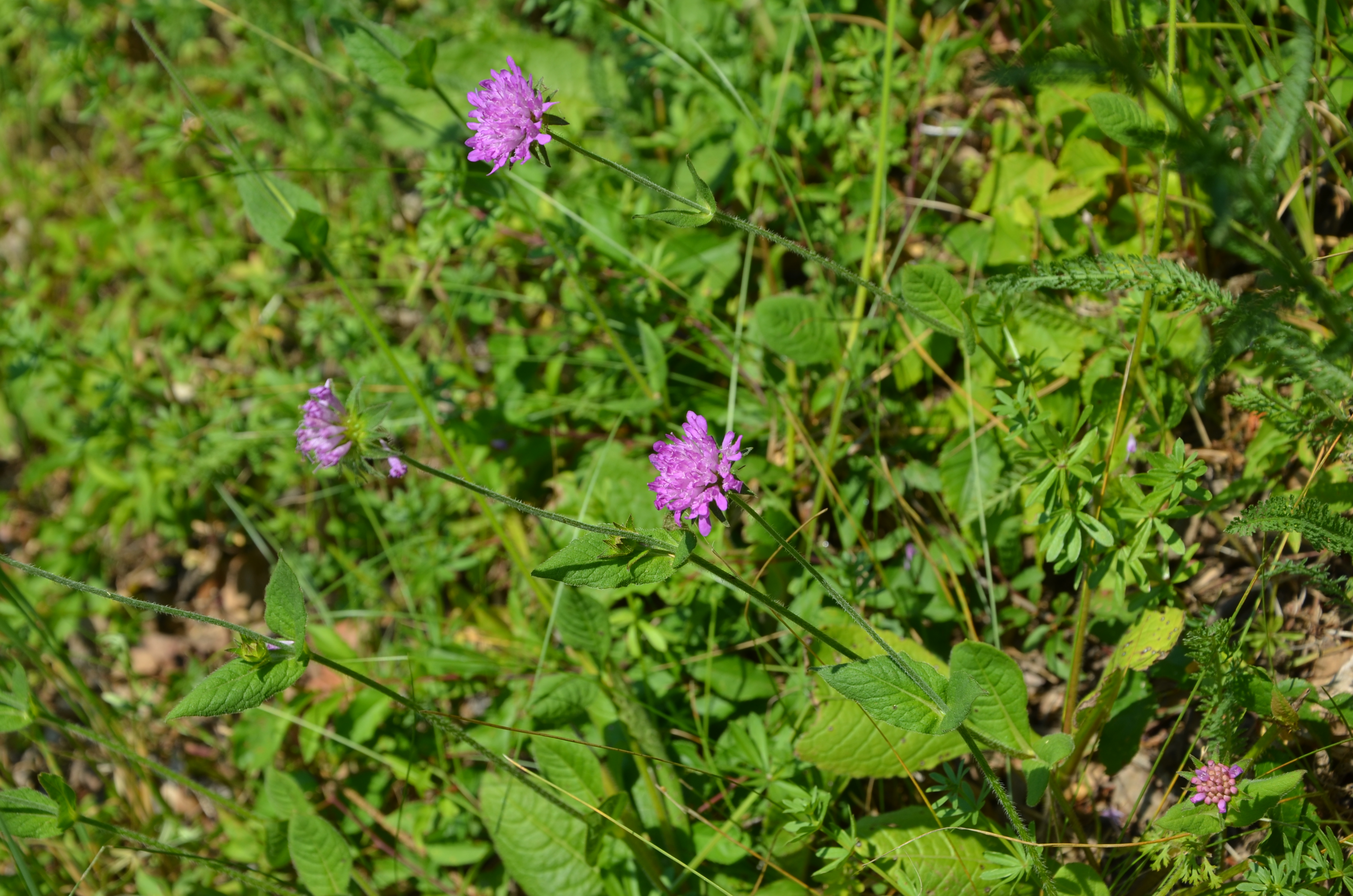 22062014115538 2535 art 880 wald witwenblume