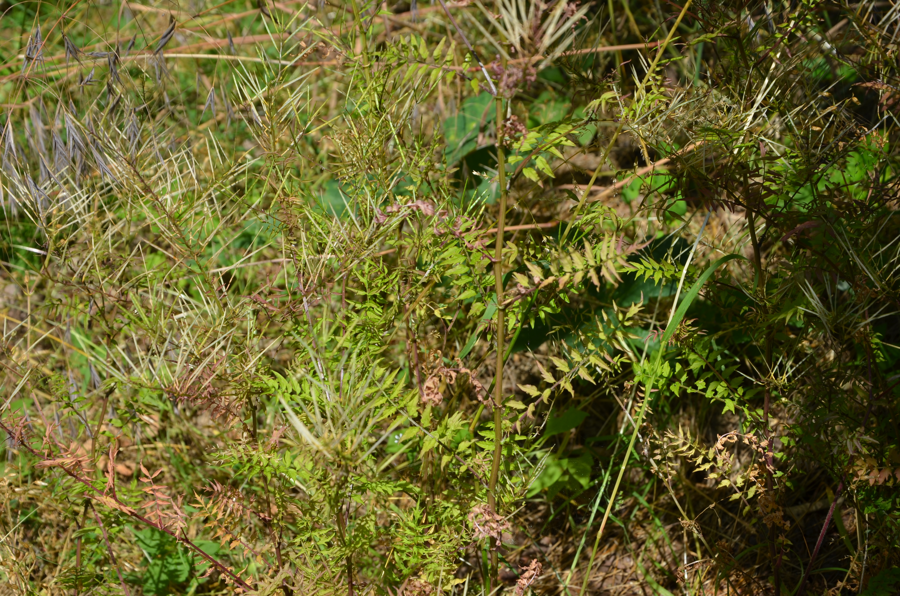 22062014122800 2536 art 1555 spring schaumkraut