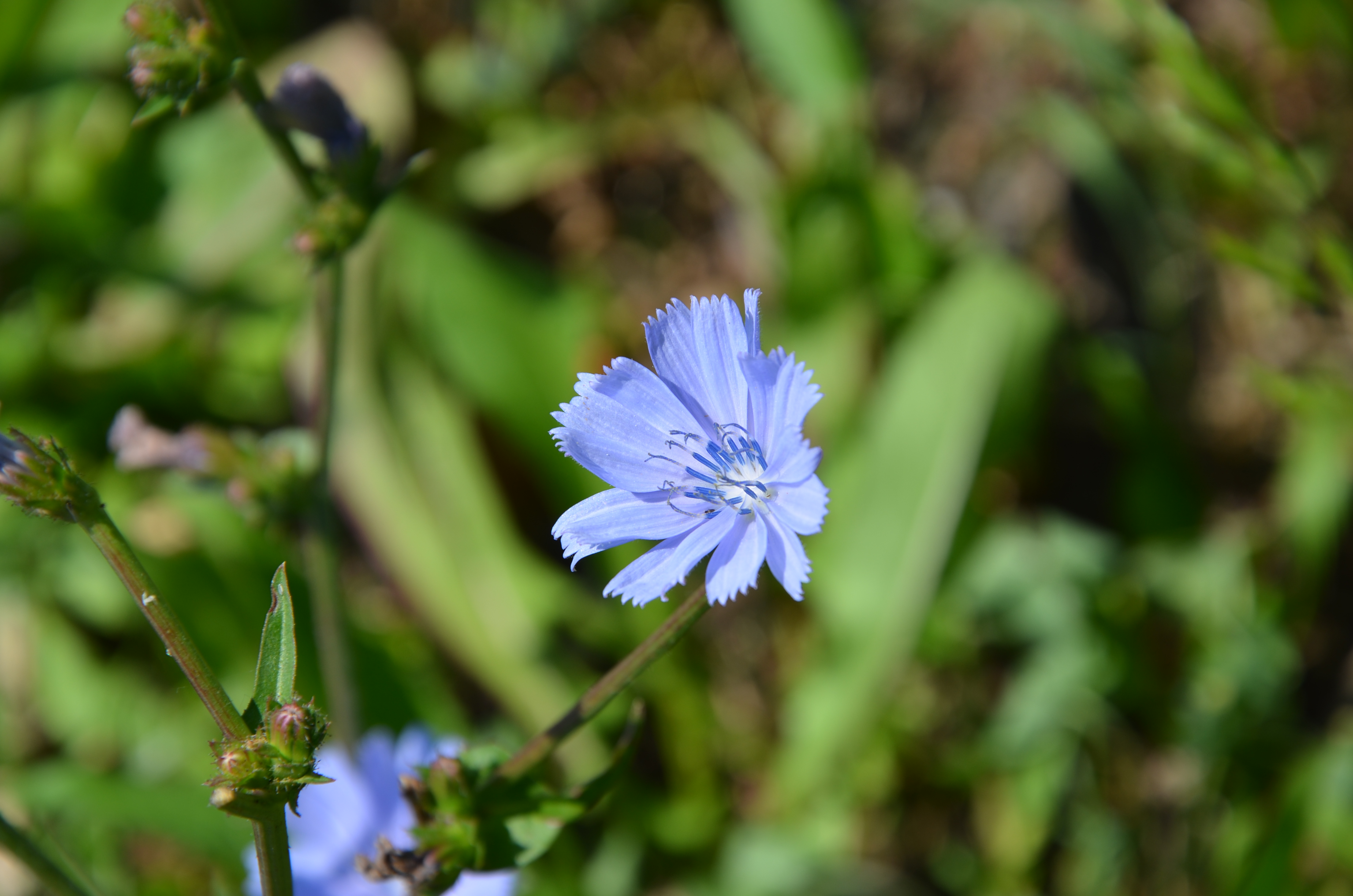 22062014124058 2537 art 1556 wegwarte