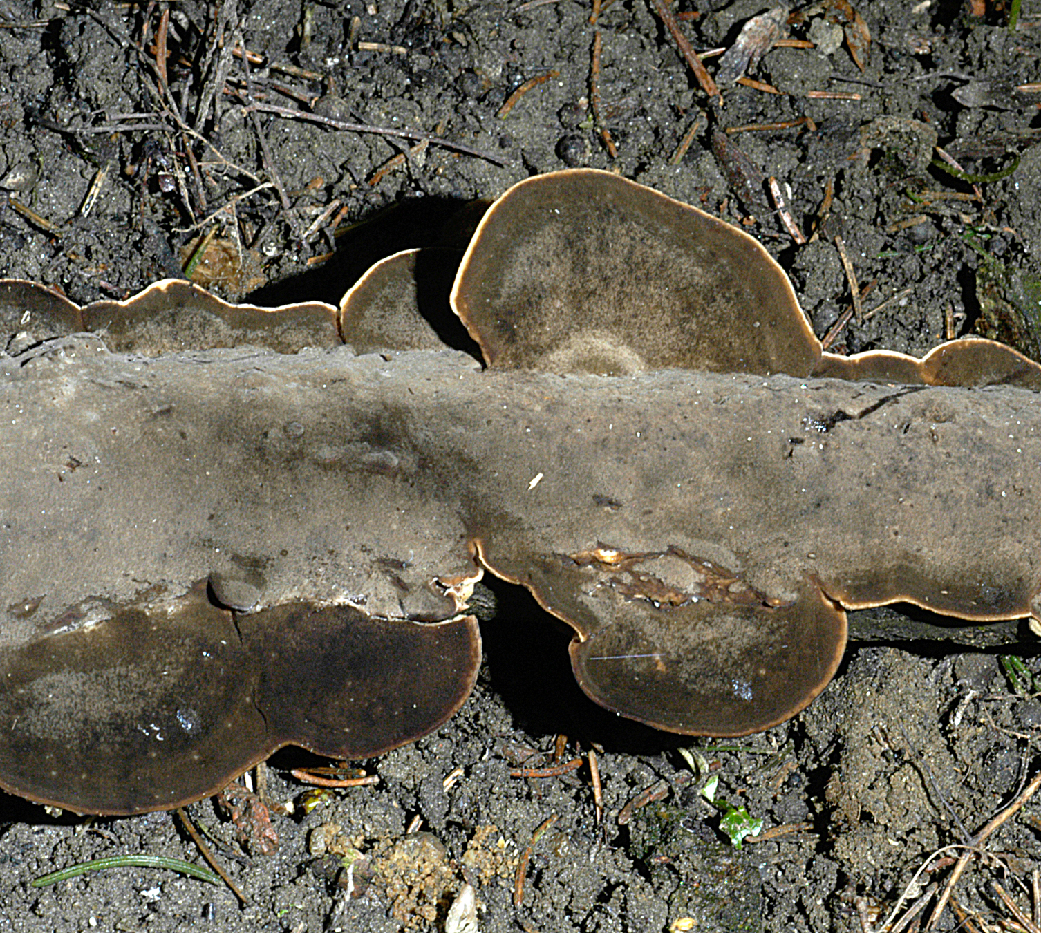 22072013124555 1175 art 1034 5218 bje adusta 11