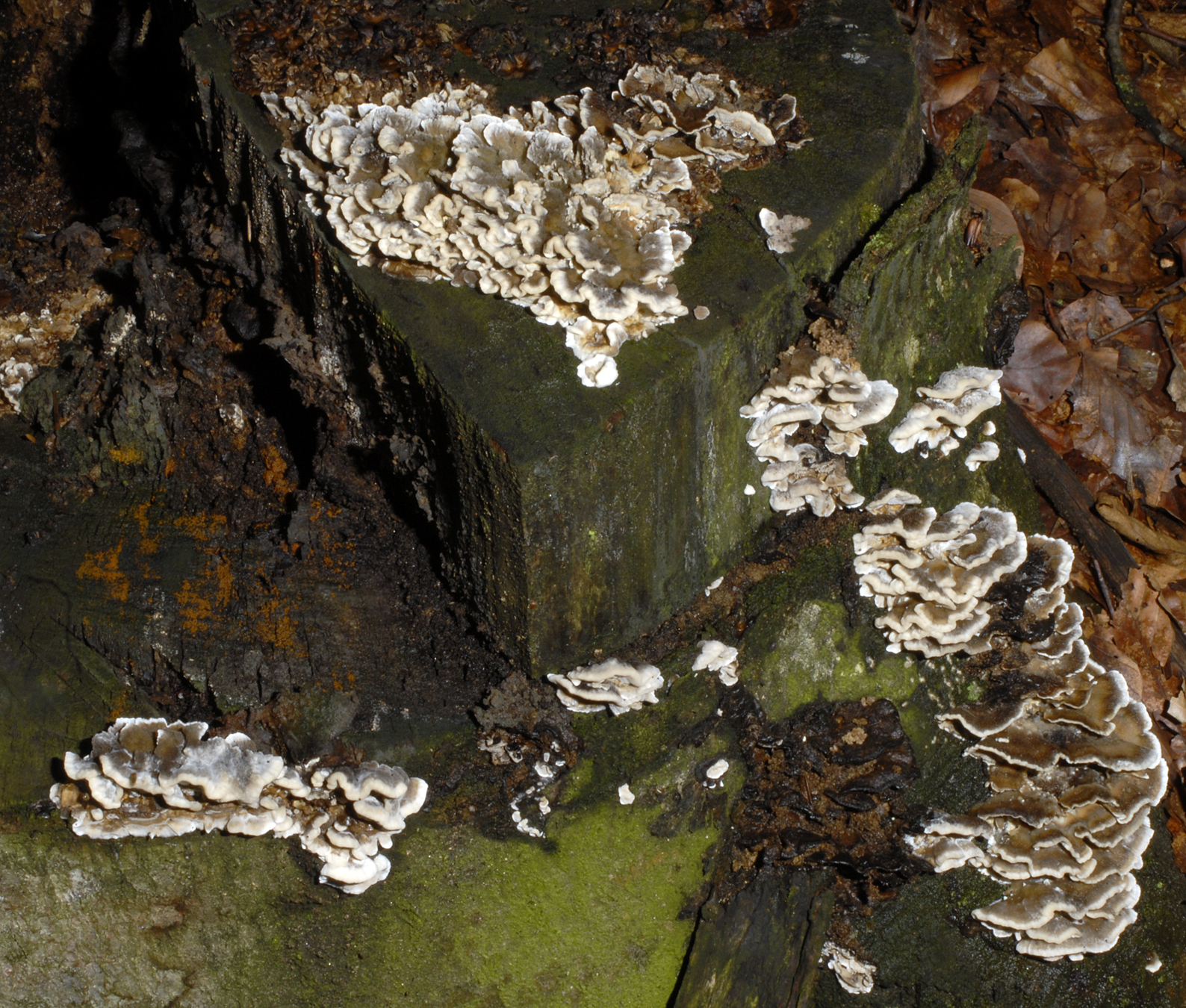 22072013124711 1176 art 1034 6393 bje adusta e15