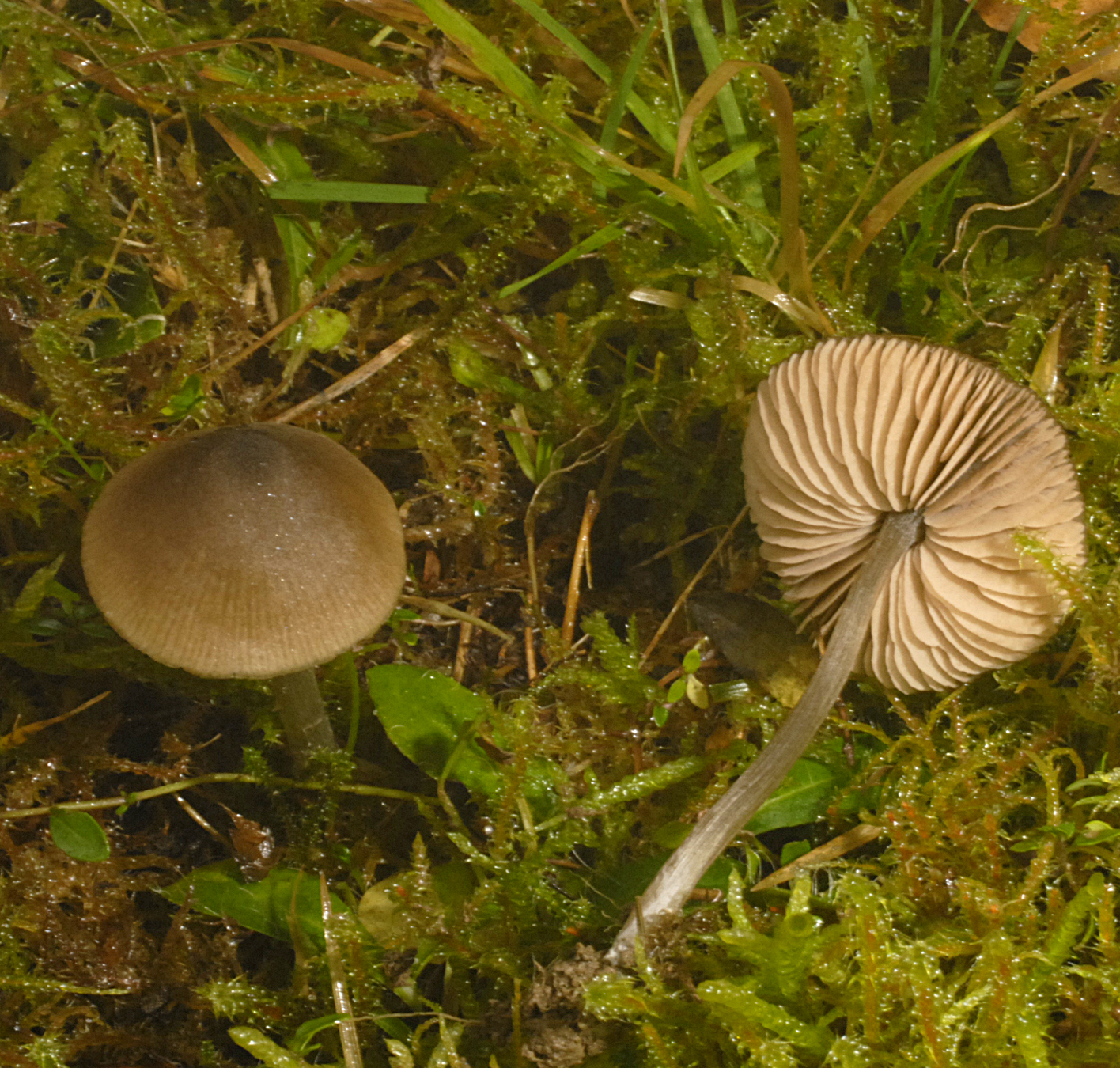 22072013125005 1177 art 1035 5602 ent cf conferendum 8