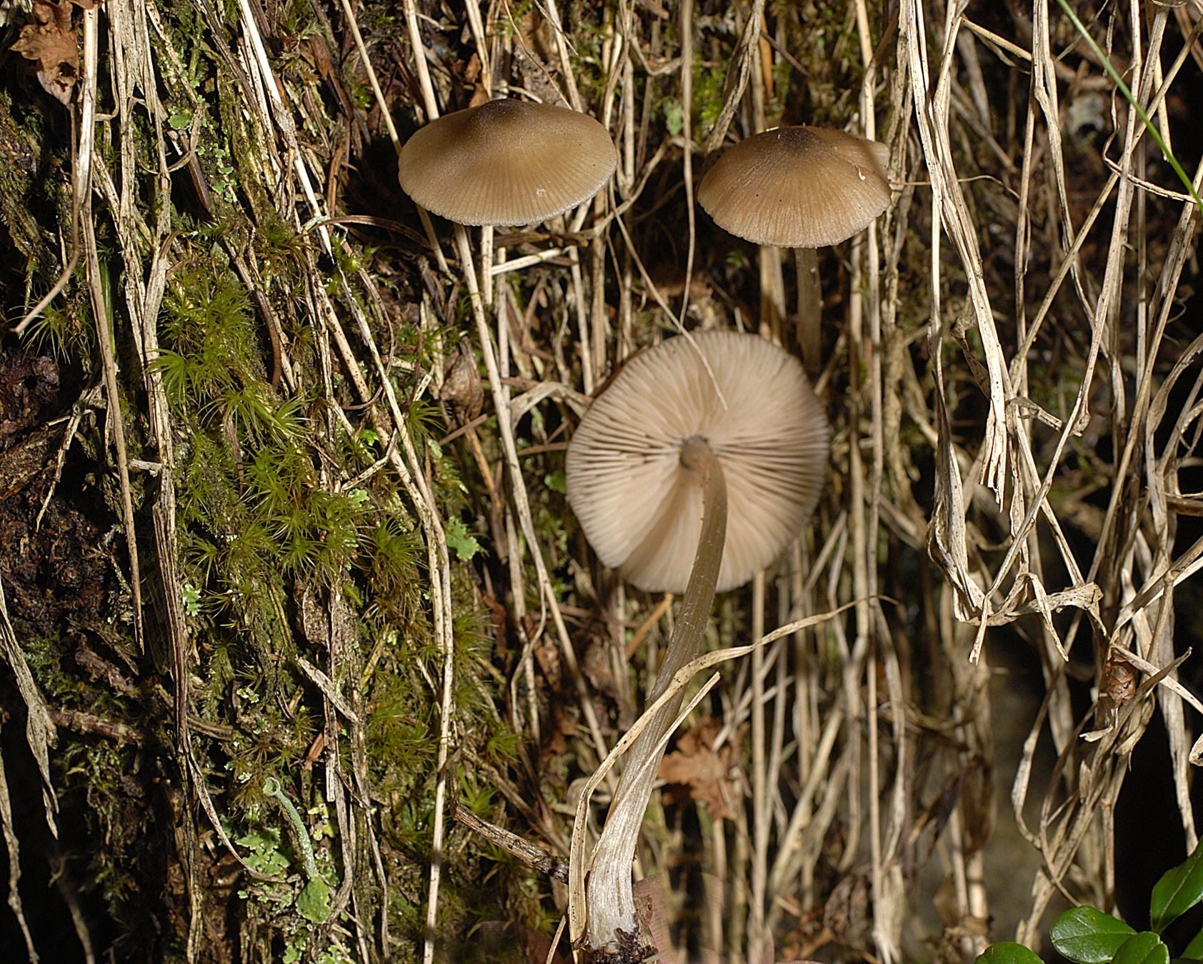 22072013125114 1178 art 1035 5804 ent conferendum 31