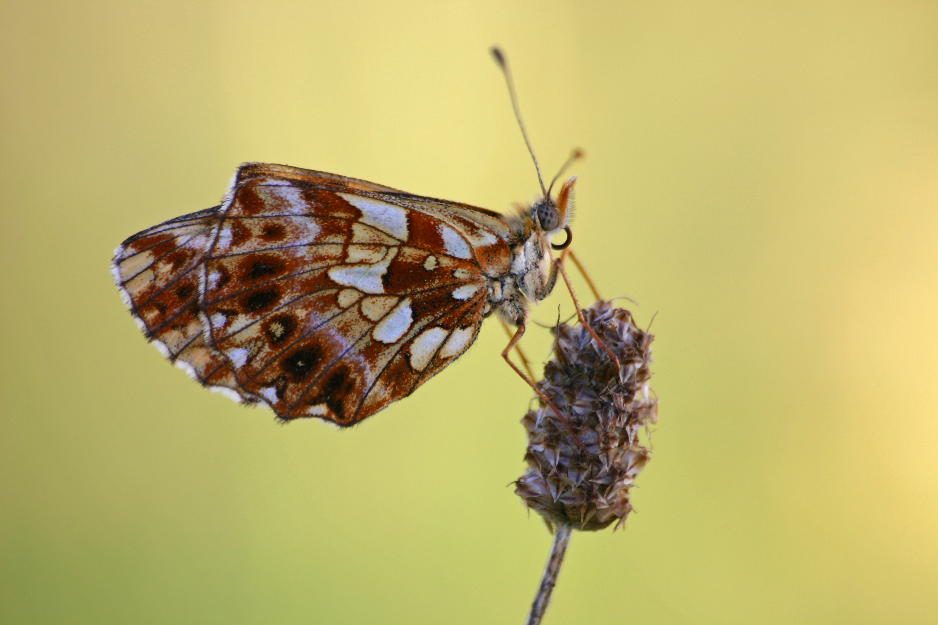 22082013074838 1564 art 1241 clossiana dia trautmannsdf bab 006 1